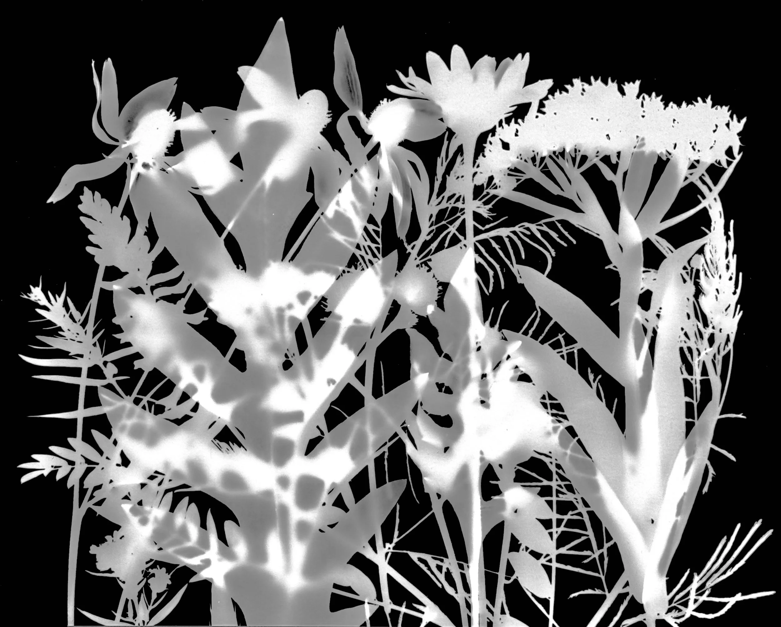 Mid summer natives
8x10.   9A