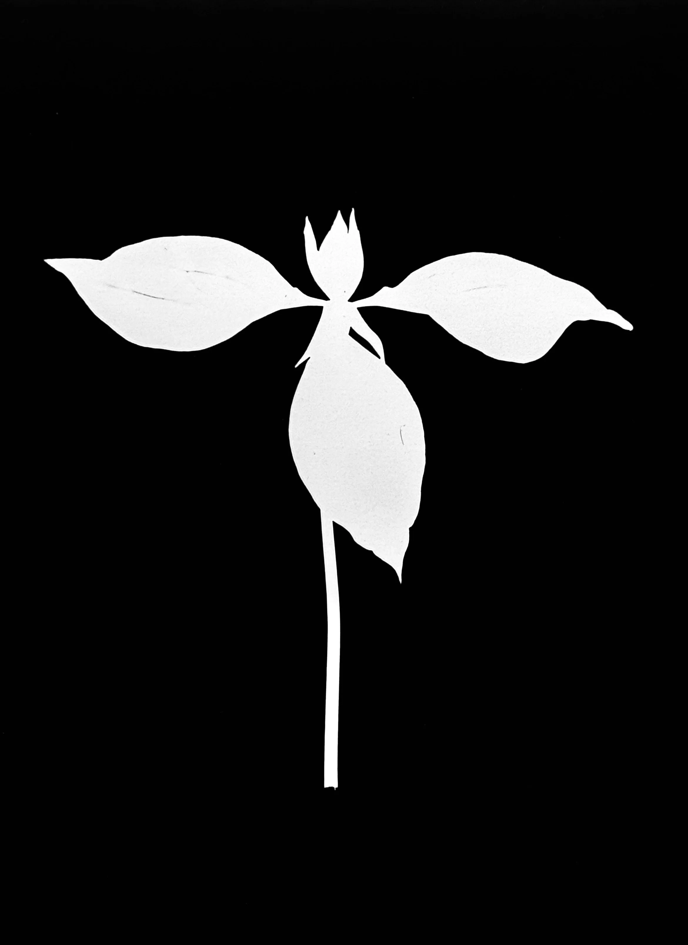 Prairie trillium  8x10
Trillium recurvatum