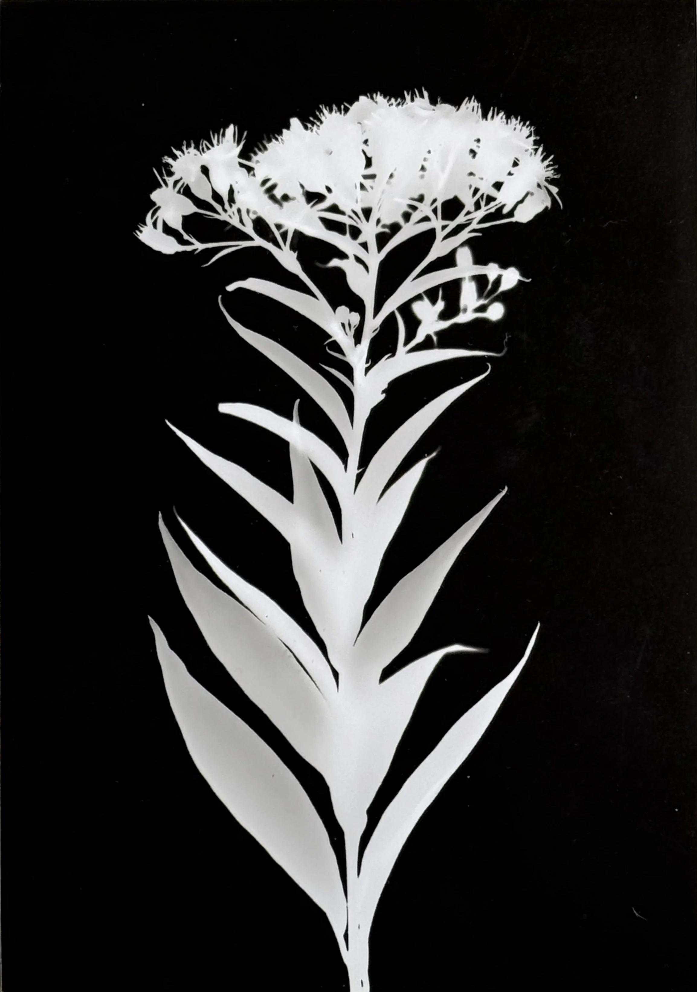 Canada Goldenrod.    5x7
Solidago canadensis