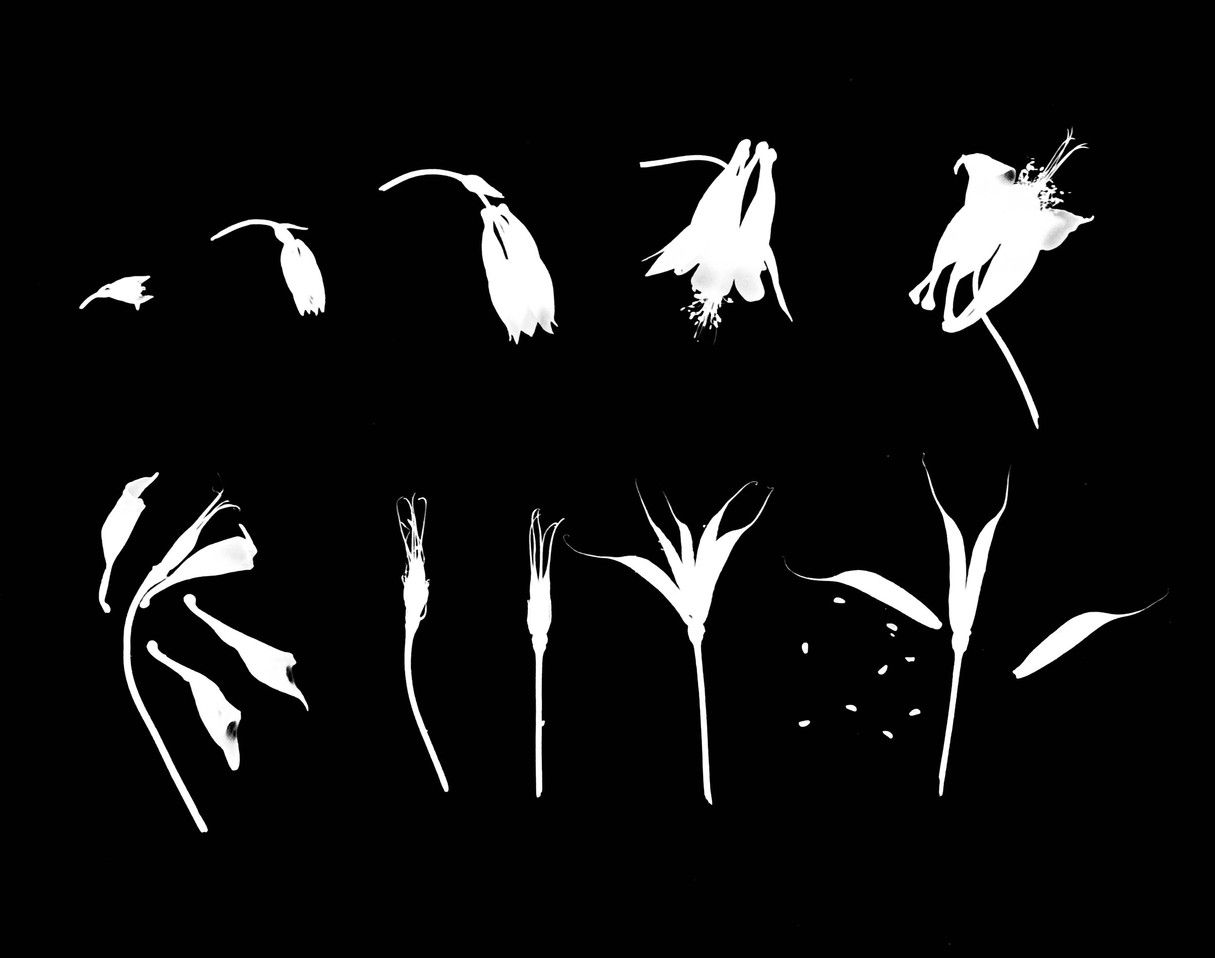 Wild Columbine flower to seed
Aquilegia canadensis.  11x14