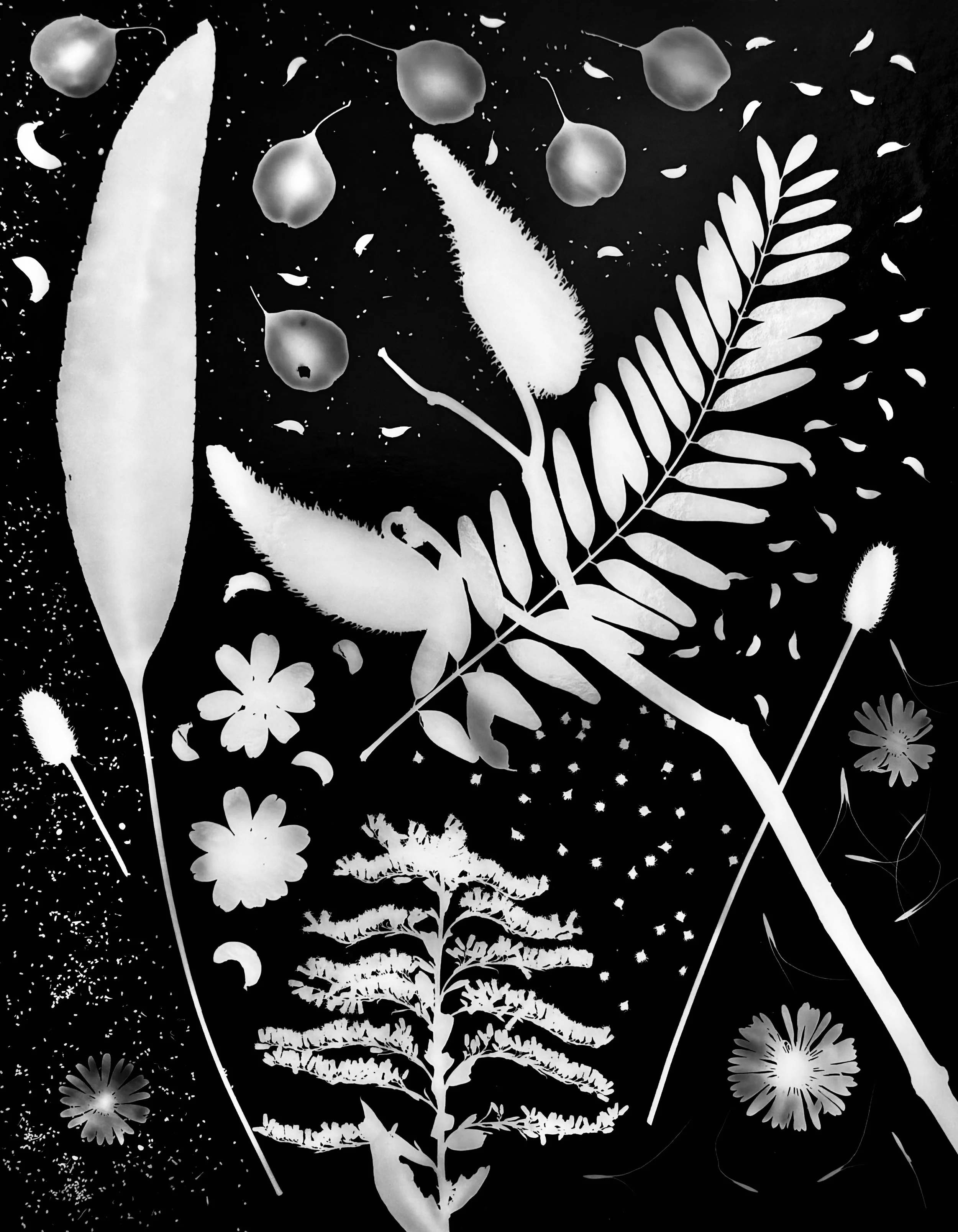 Native leaves, flowers and seeds, NE Illinois
11x14