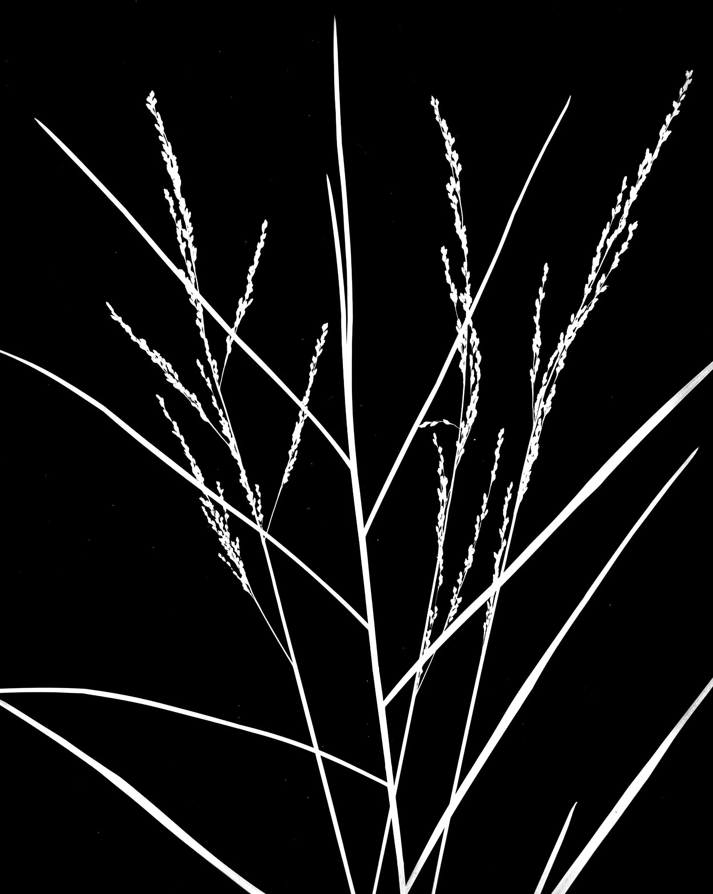 Green fowl manna grass
Glyceria striata.  8x10