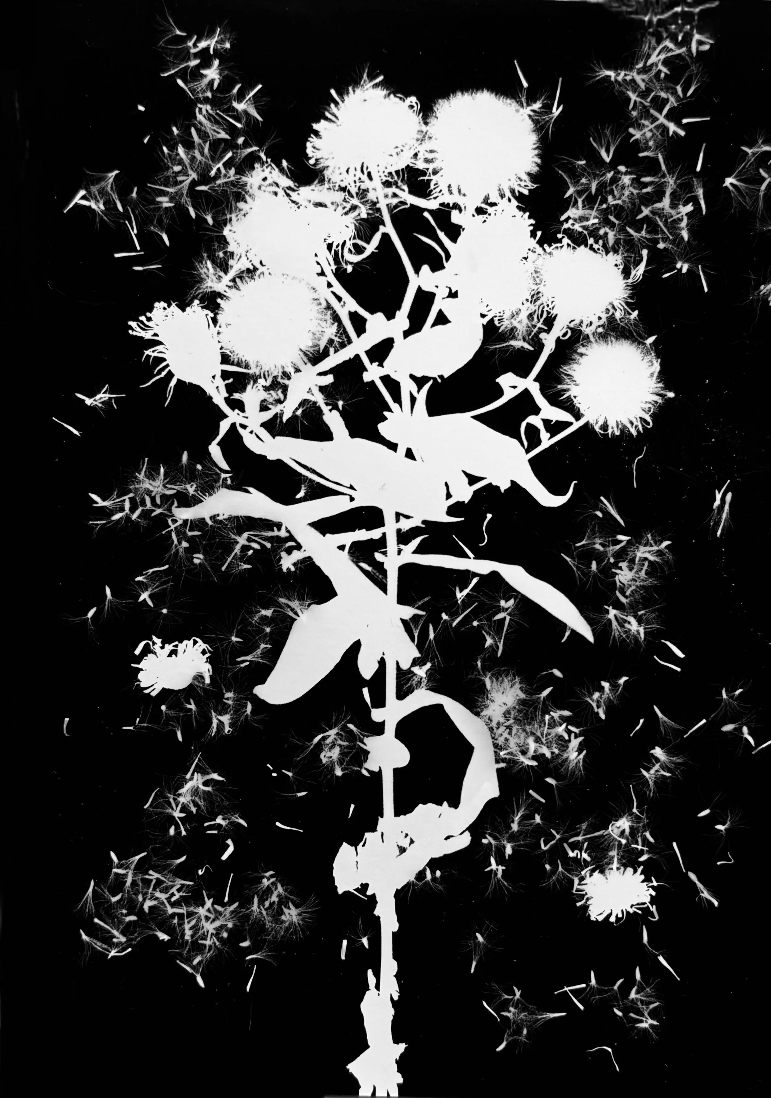 New England Aster seeds.  5x7
Symphotrichum novae-angliae