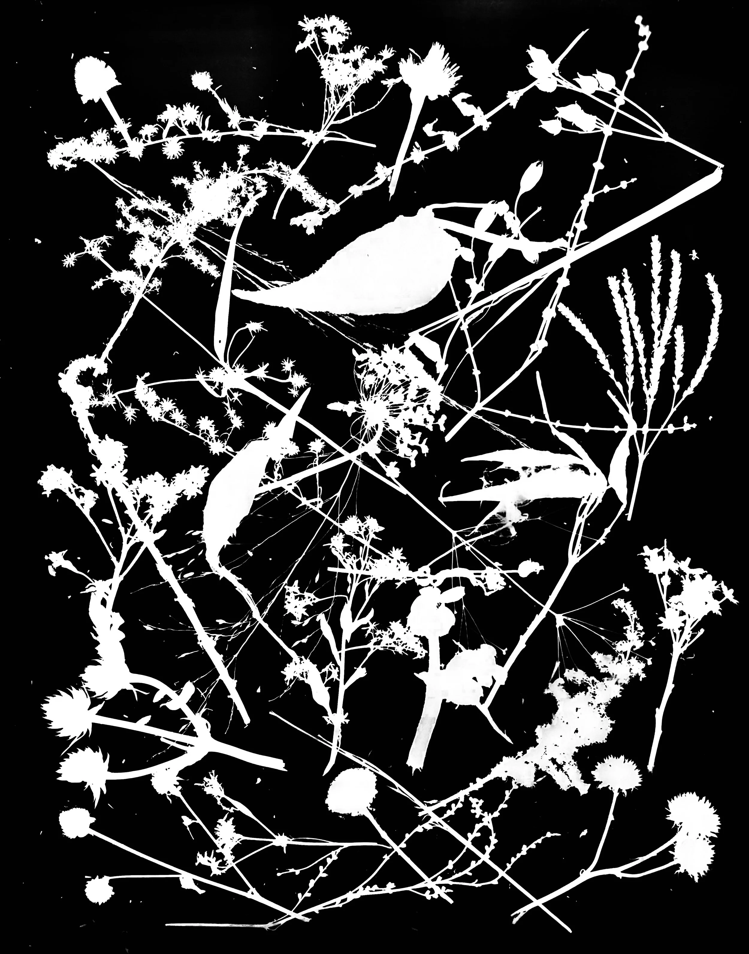 Native seed heads, NE Illinois
16x20