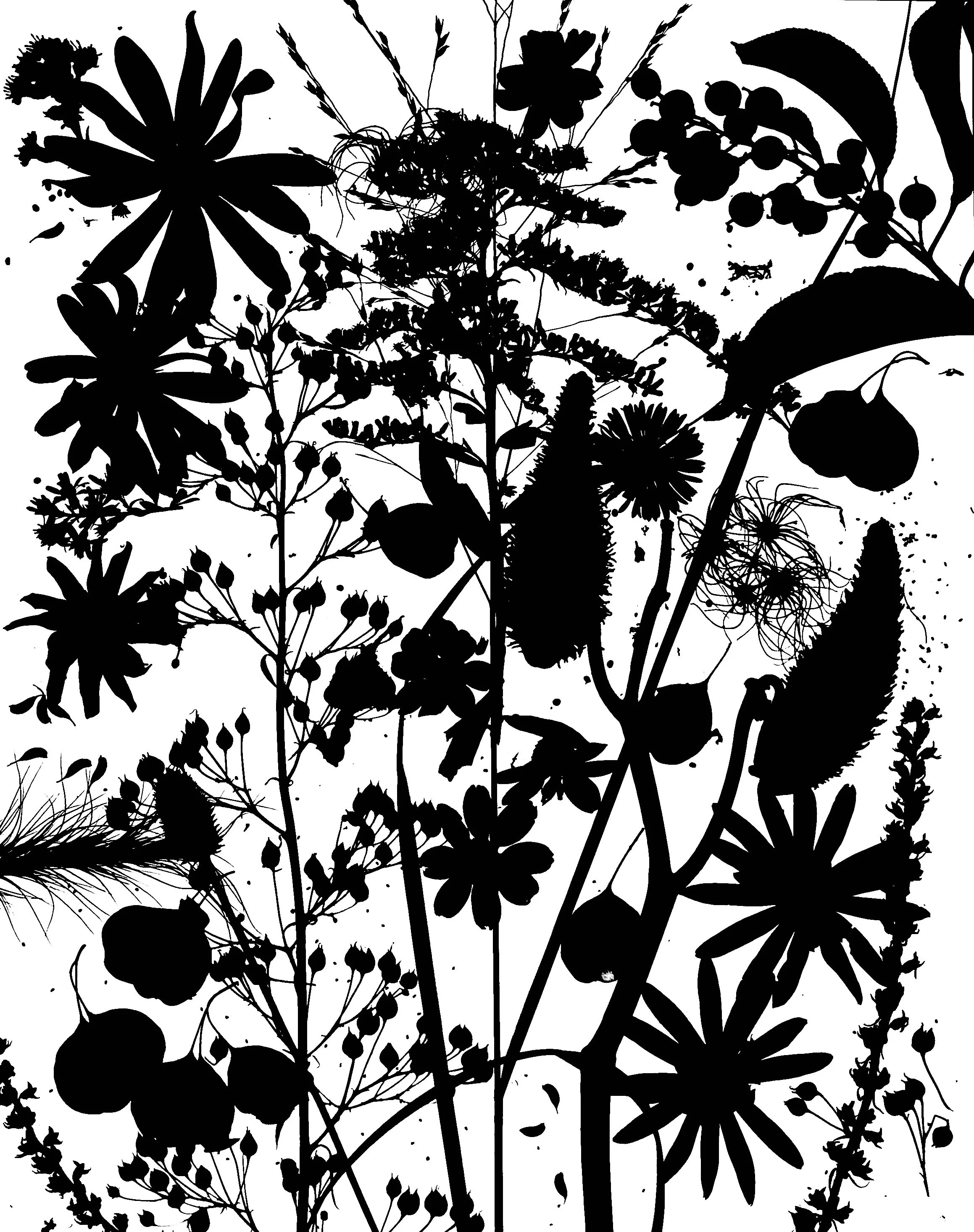 Native leaves, flowers and seeds, NE Illinois
16x20.  1B