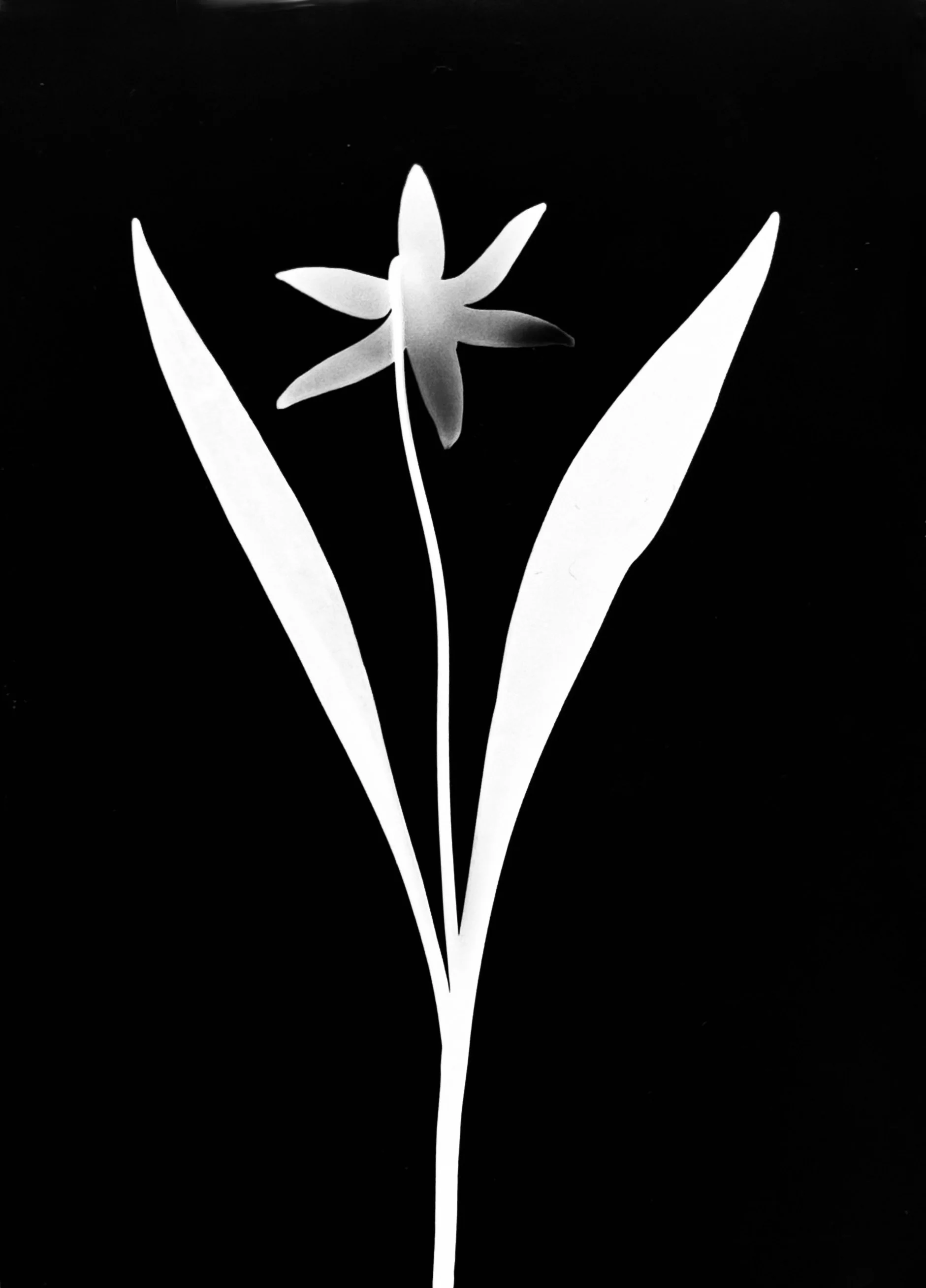 White trout lily. 5x7
Erythronium albidum