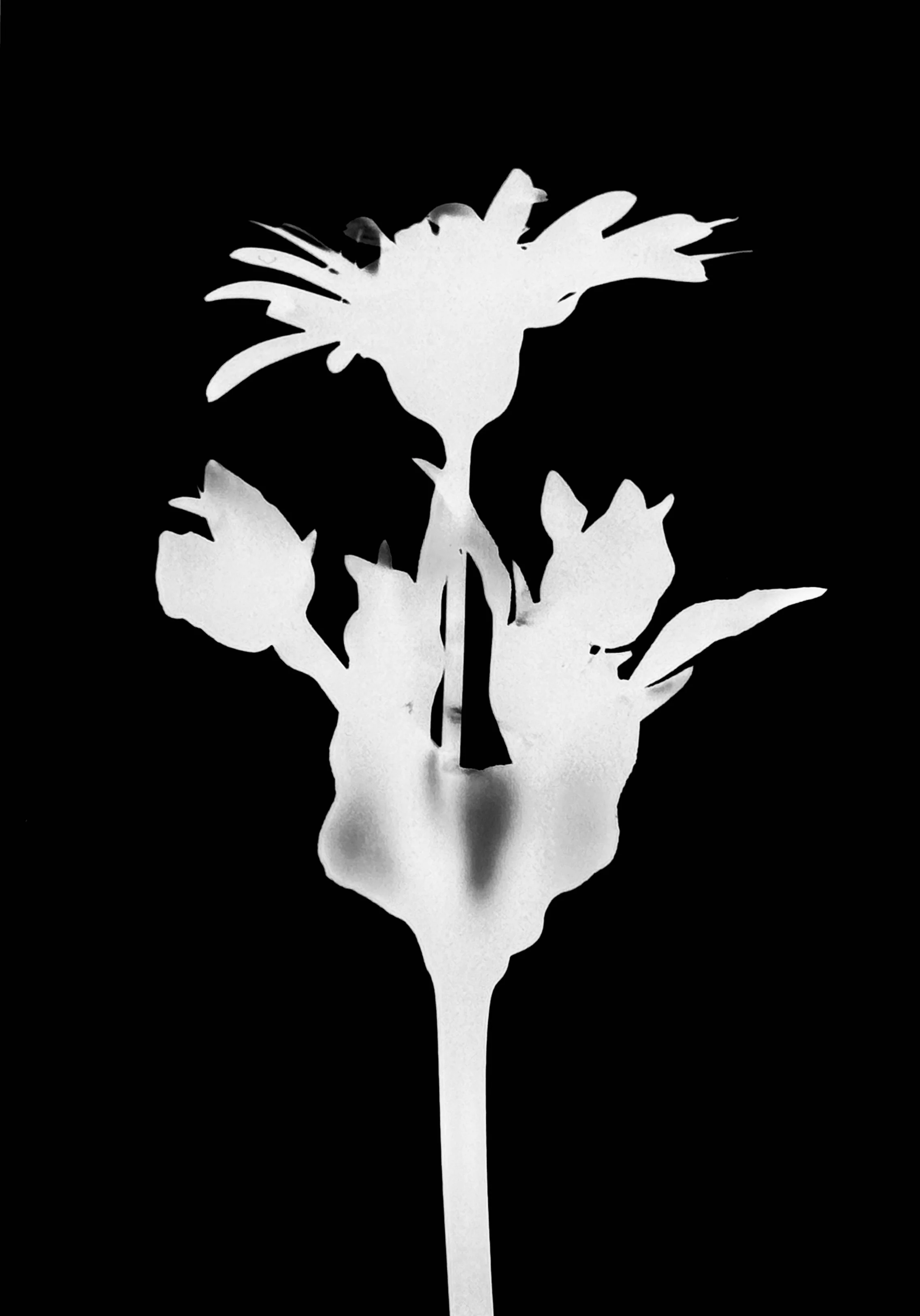 Cup plant. 5x7
Silphium perfoliatum