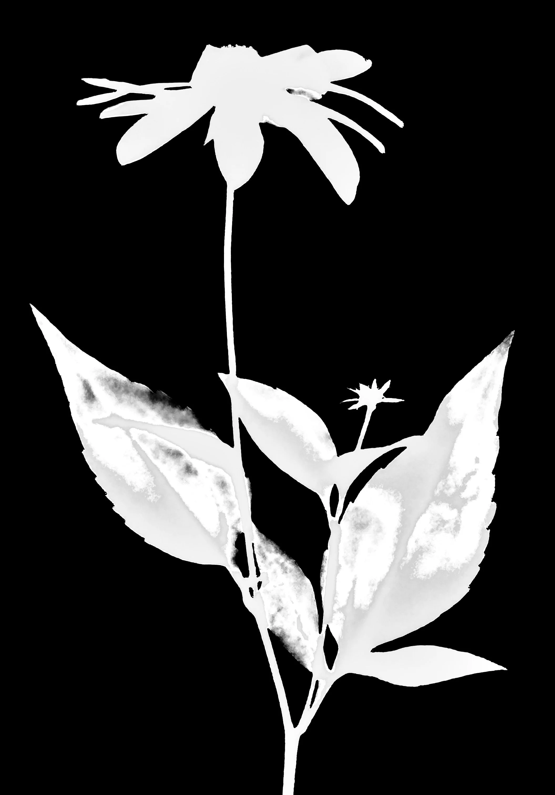 Wild golden glow.  5x7
Rudbekia laciniata