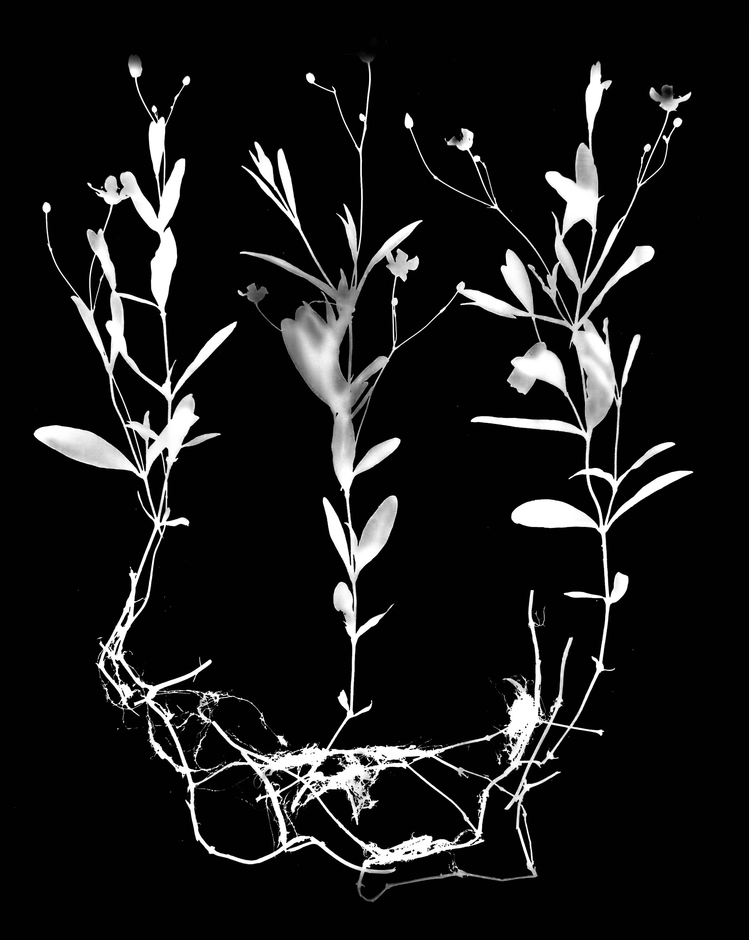 Wood sandwort. 16x20
Moehringia lateriflora