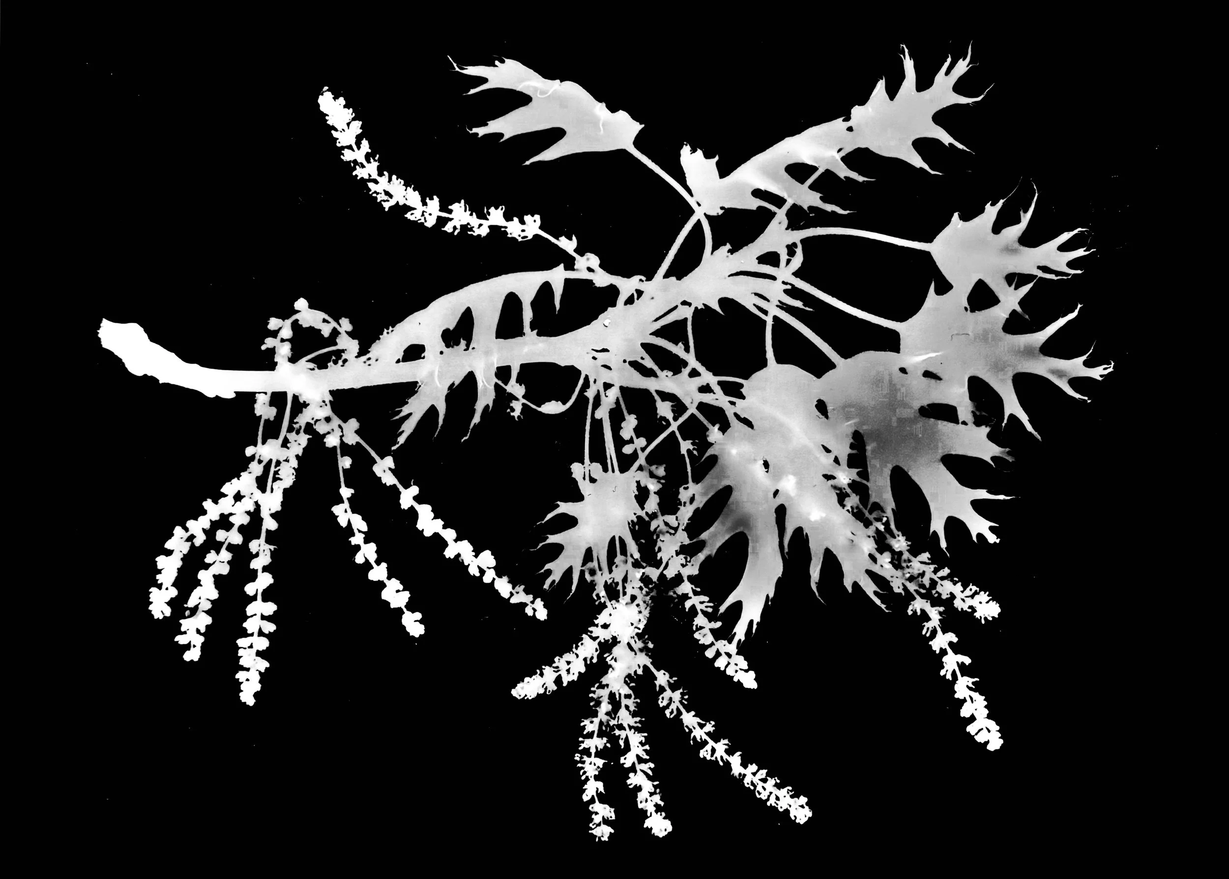 Red Oak in Bloom
Quercus rubra
8x10