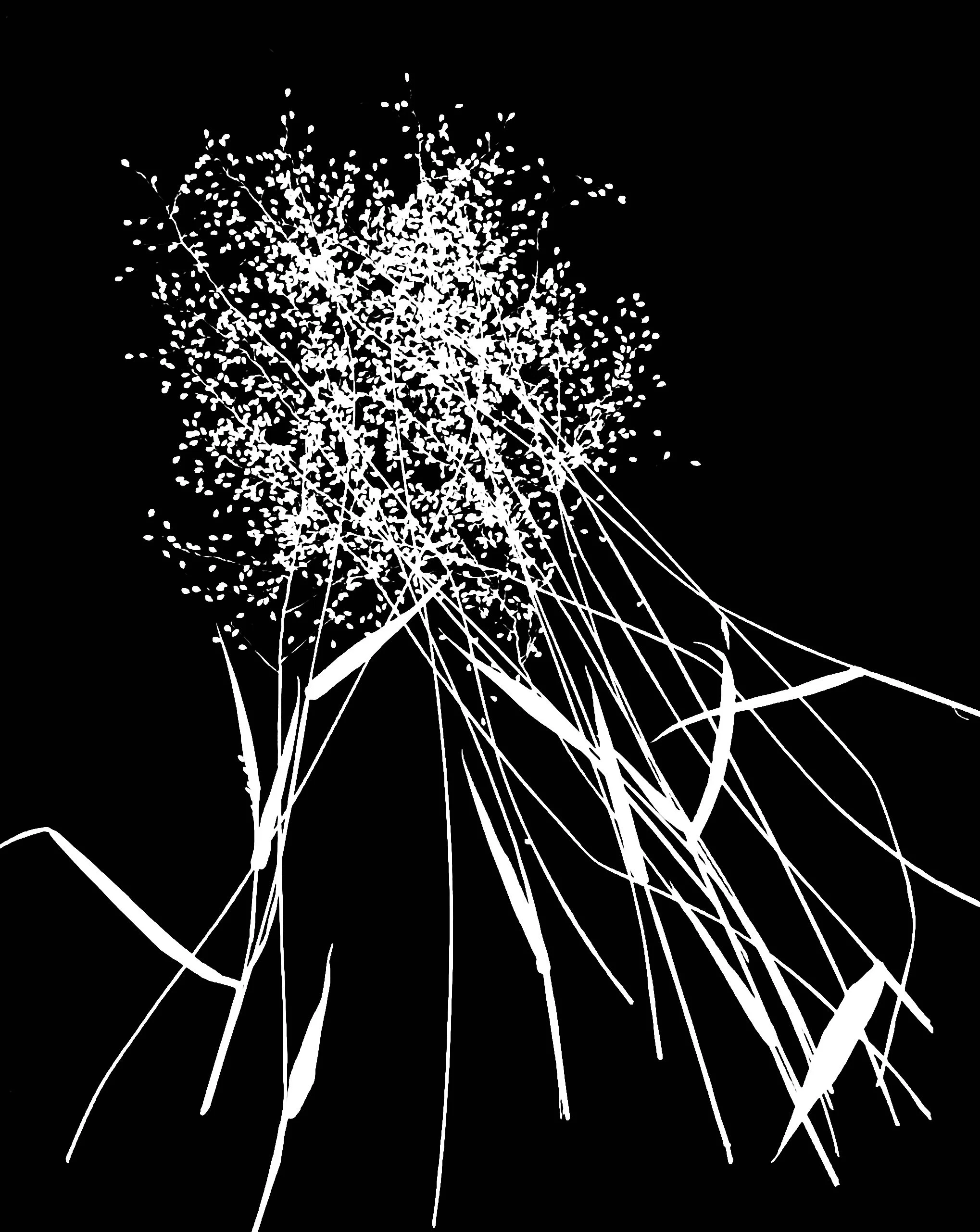 Small panic grass  8x10
Dichanthelium sp.