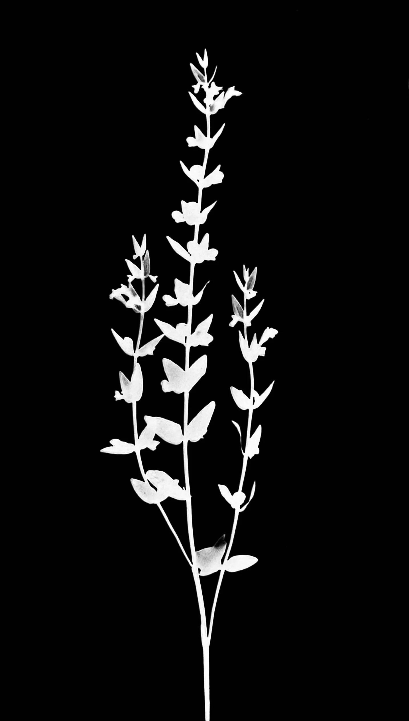 Winged loosestrife
Lythrum alatum. 5x7