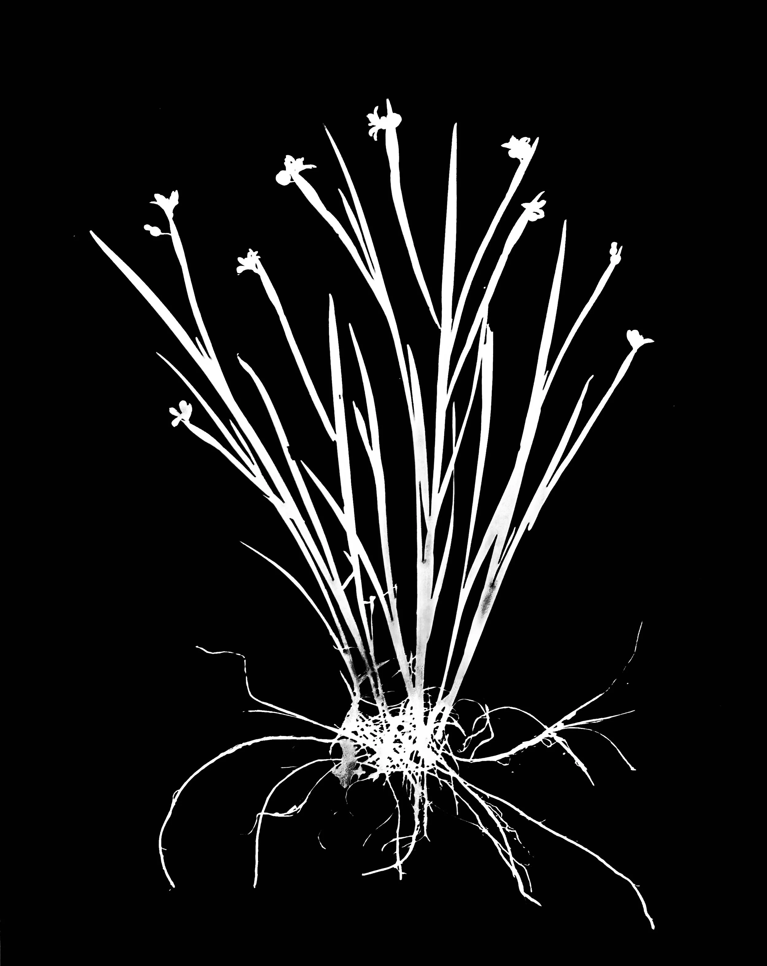 Stout blue-eyed grass 
Sisyrinchium angustifolium. 11x14