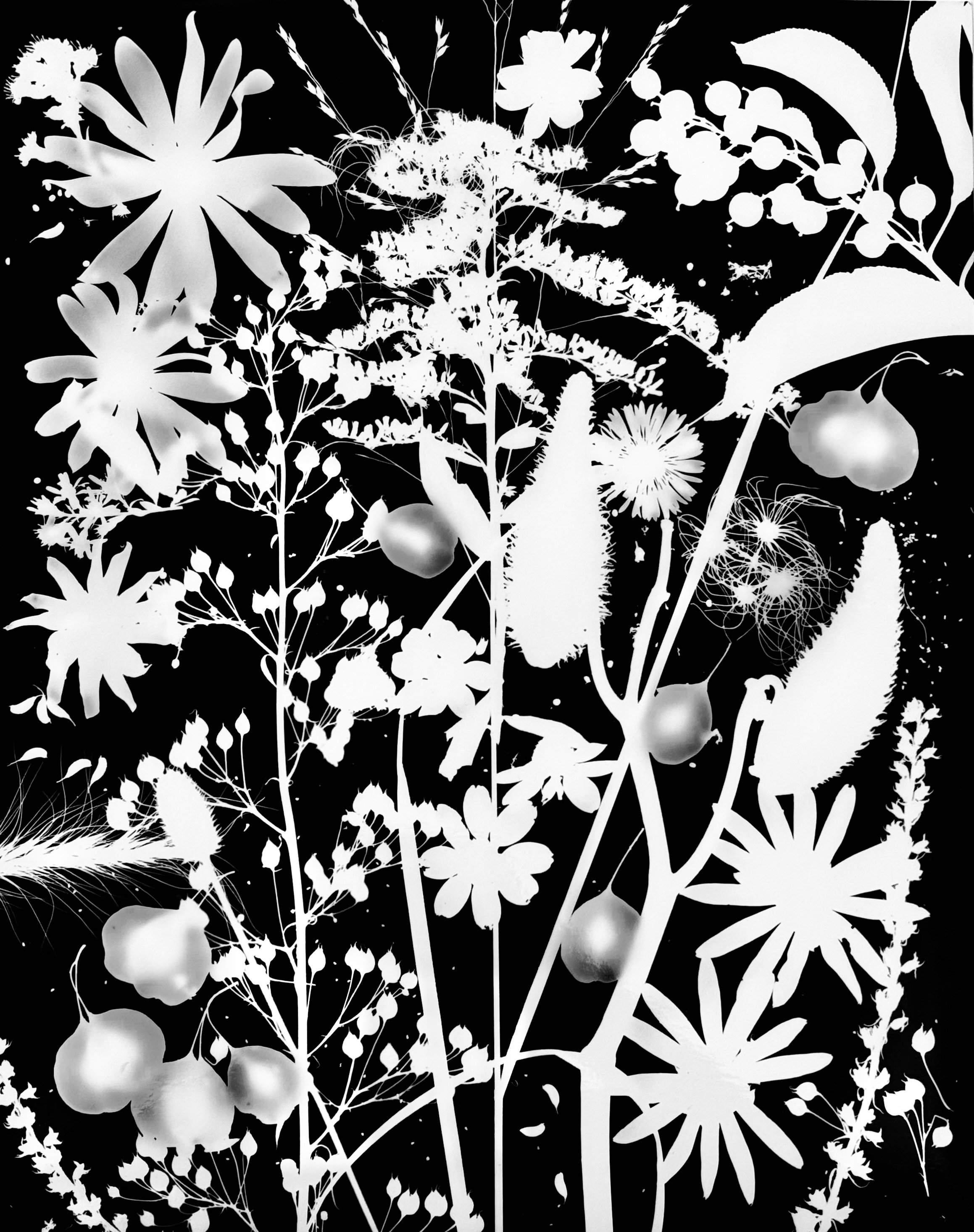 Native leaves, flowers and seeds, NE Illinois
16x20. 1A