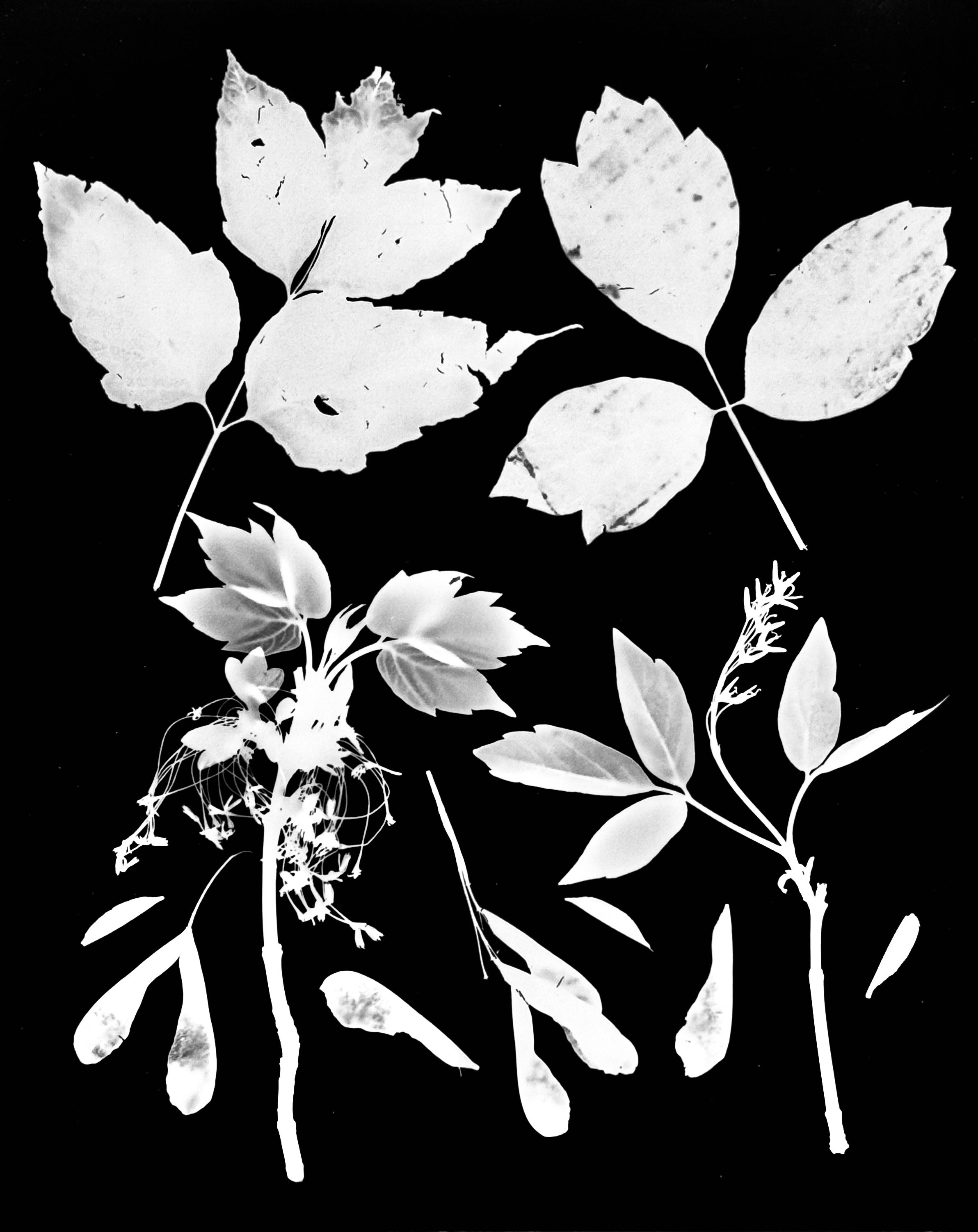 Box Elder Life Cycle. 
Male- left. Female- right
Acer negundo.  8x10
