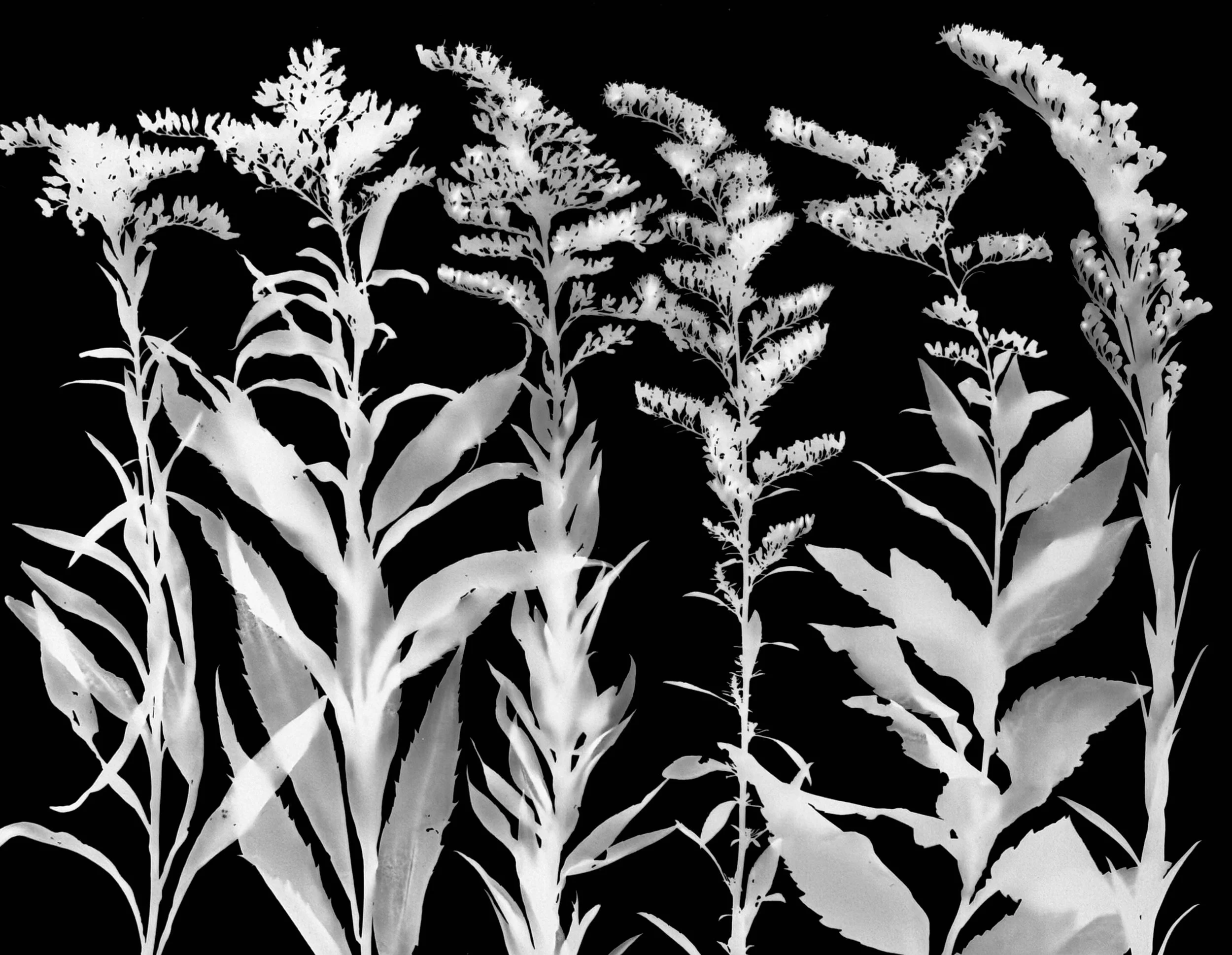 Goldenrods in bloom: Riddell's, Canada, Tall, Early, Elm-Leaved, Seaside (non native)
Oligoneuron riddellii, Solidago canadensis, Solidago altissima, Solidago juncea, Solidago ulmifolia, Solidago sempernirens.    
11x14.   1A