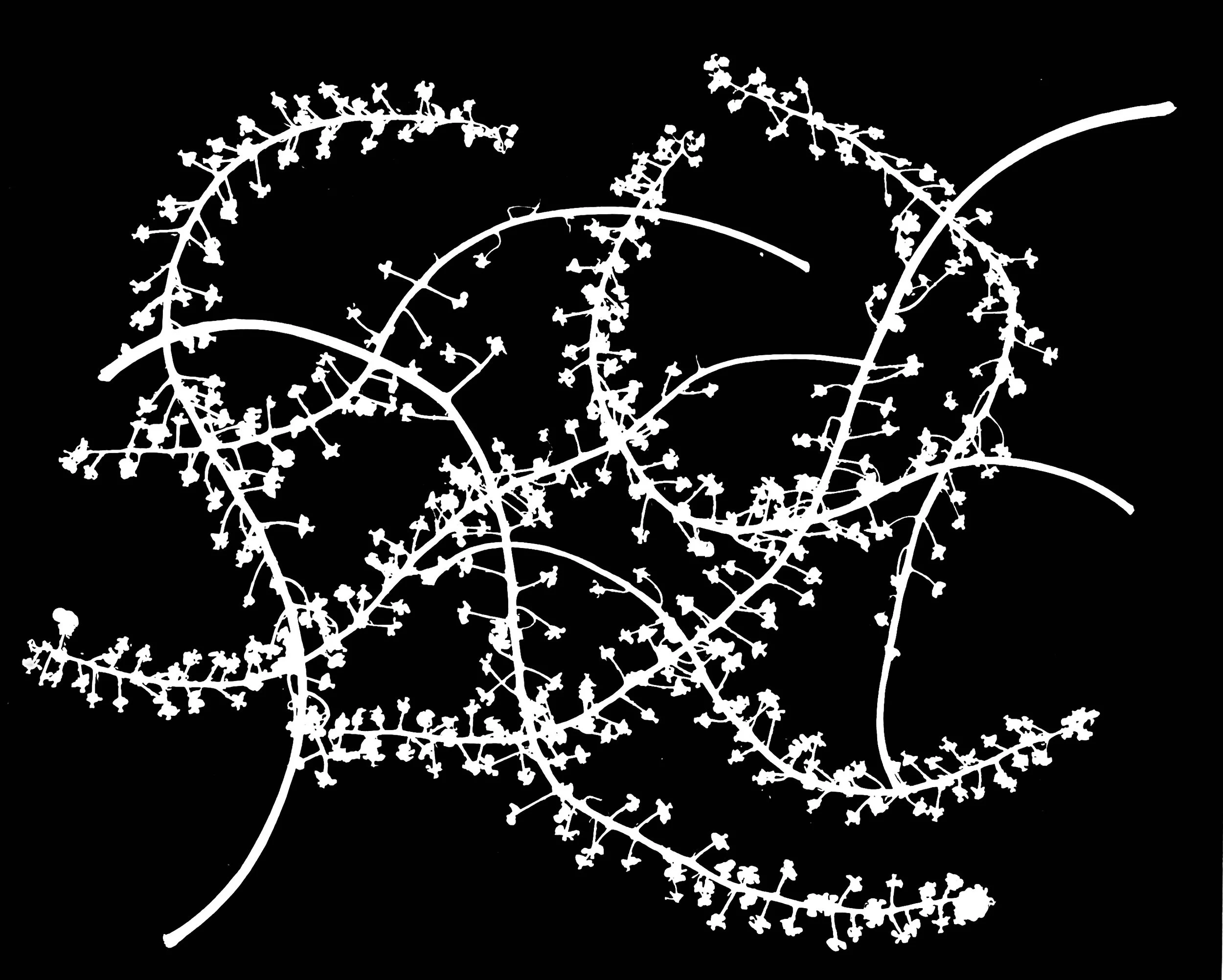 Pokeweed flowers
Phytolacca americana
11x14