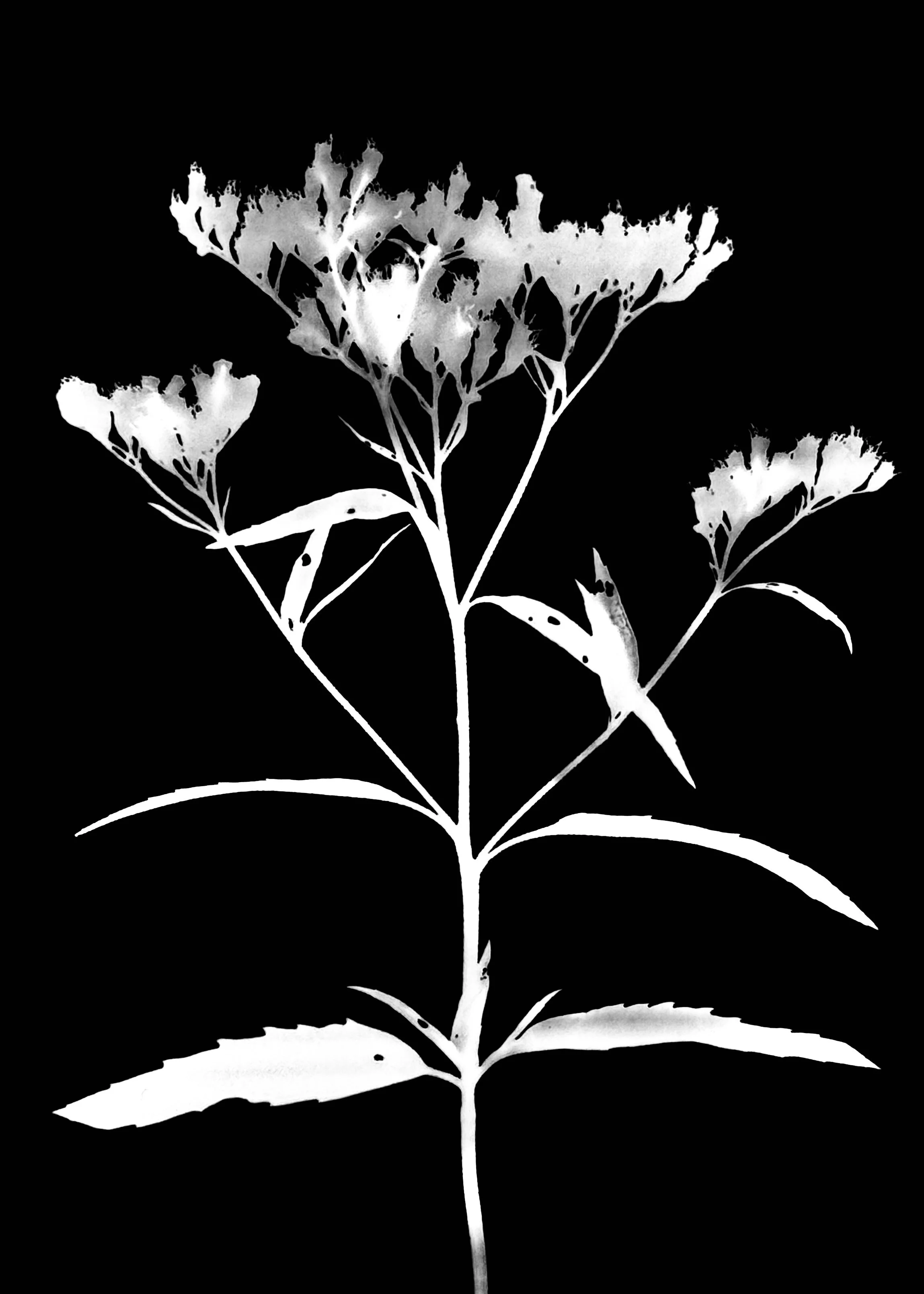 Tall boneset. 5x7
Eupatorium altissimum