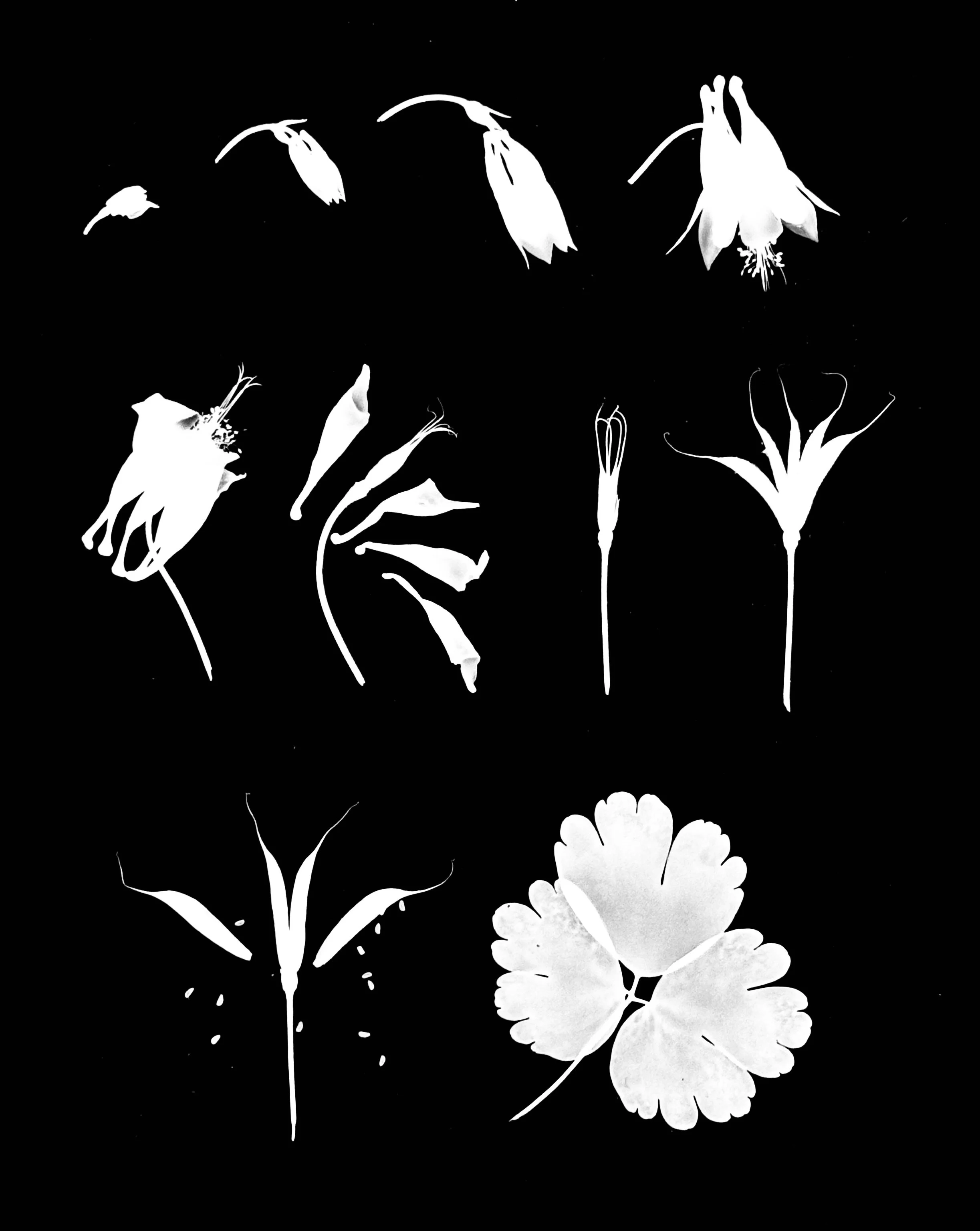 Wild Columbine flower to seed
Aquilega canadensis. 11x14