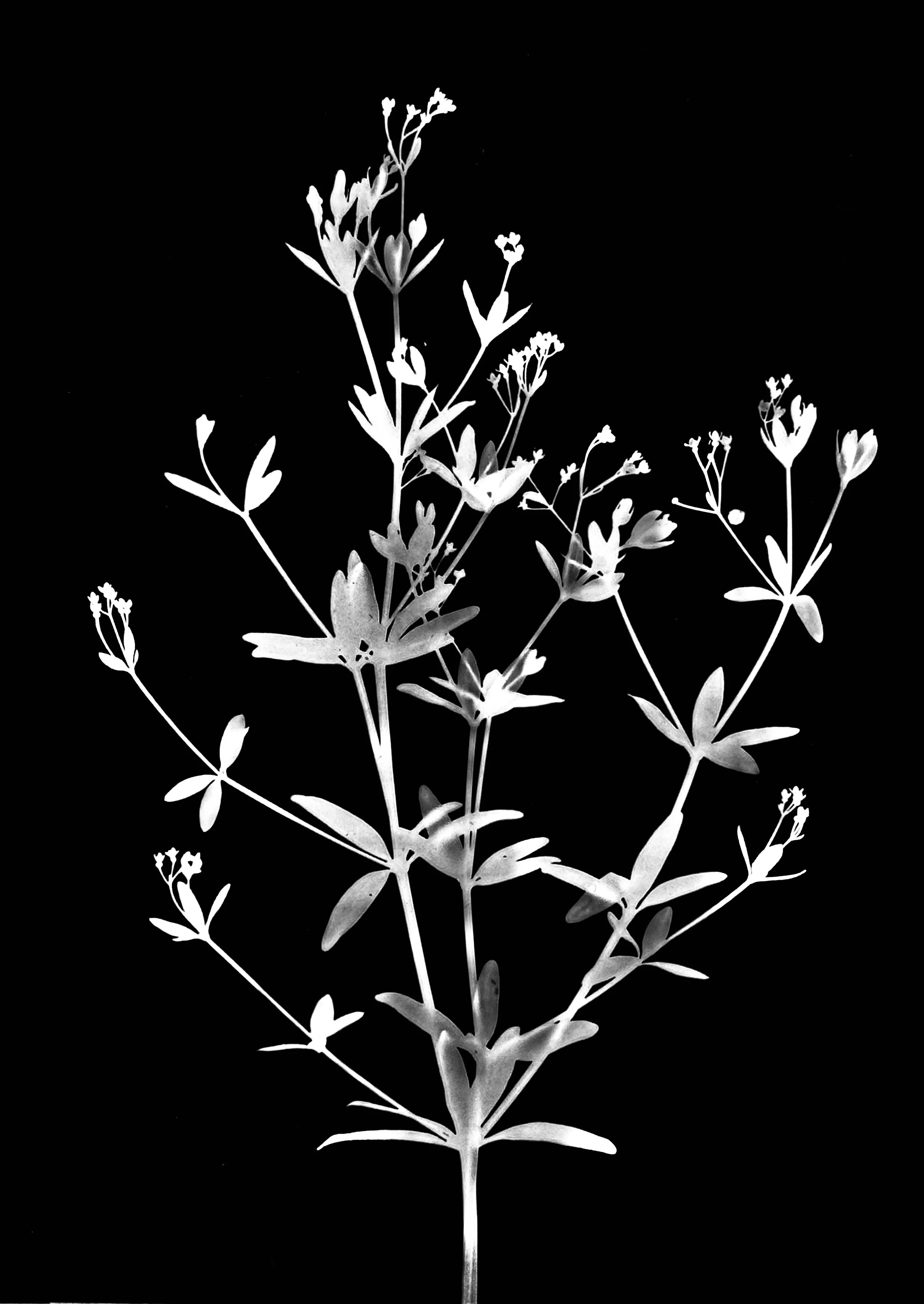 Hairy wild licorice. 5x7
Galium circaezens var. hyp