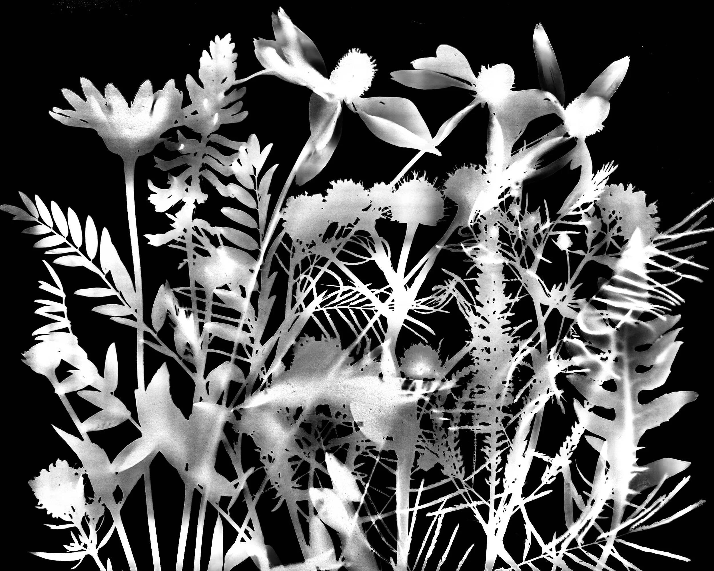 Mid summer natives
8x10.   7A