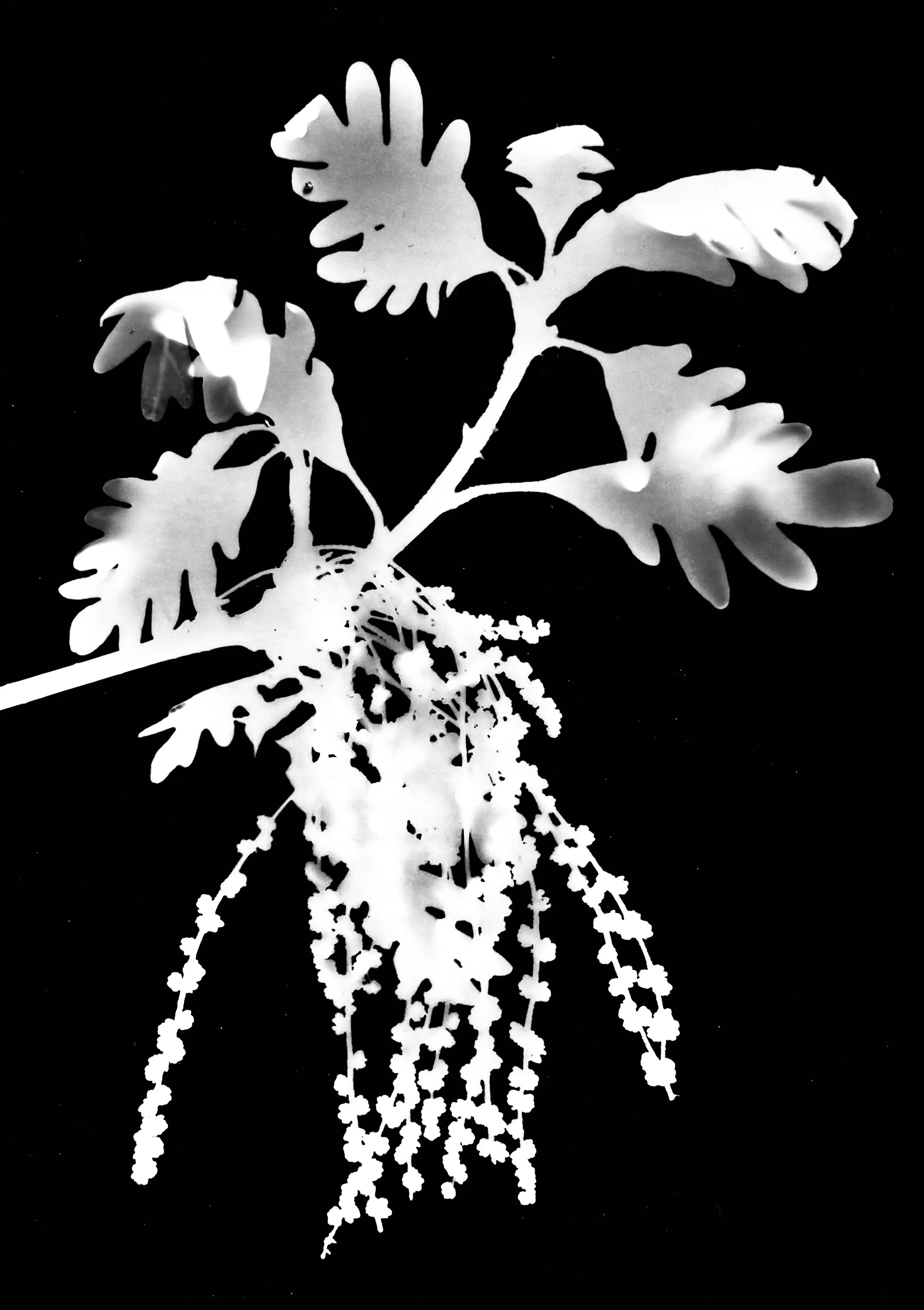  White Oak in Bloom
Quercus alba
5x7.  1B