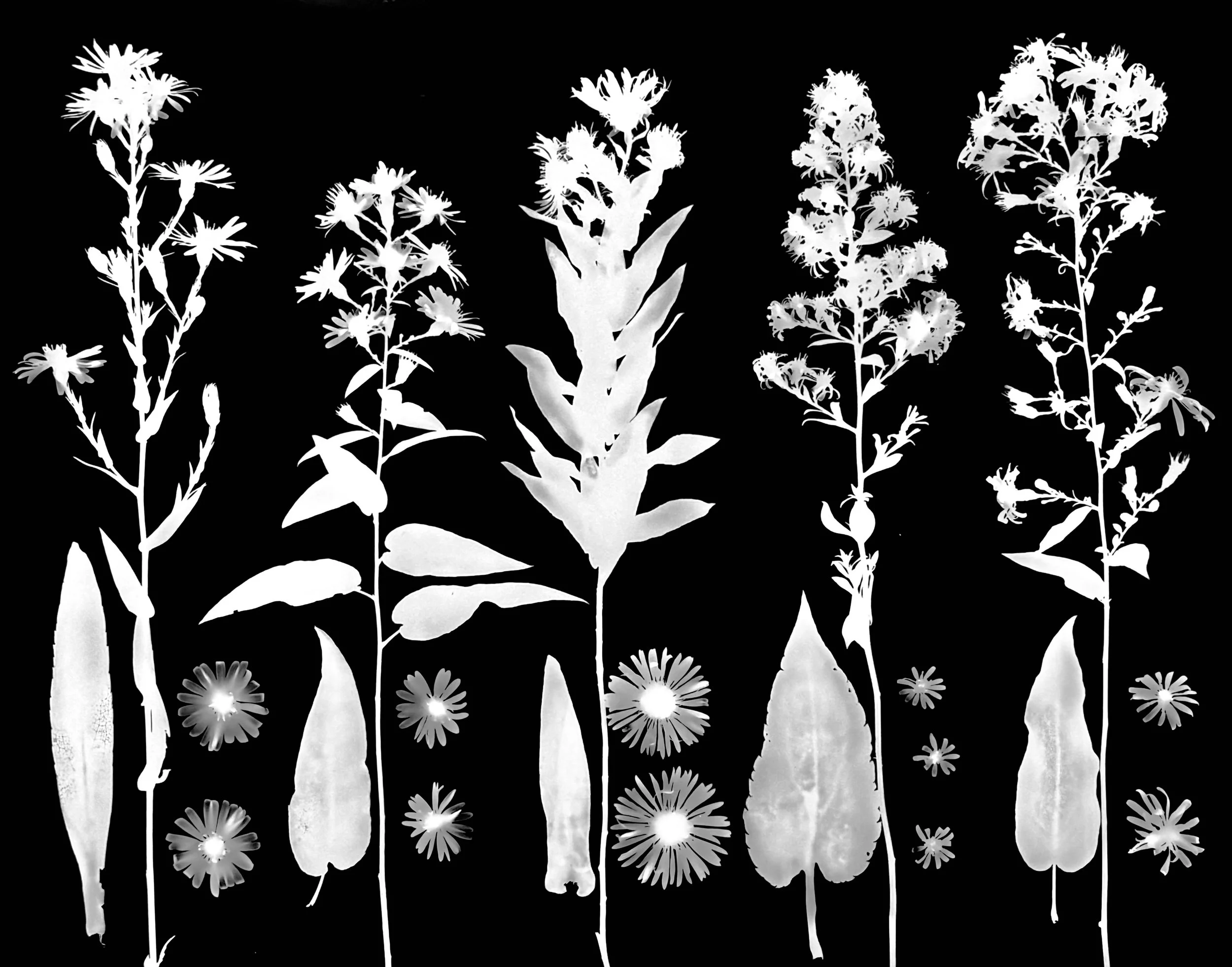 Asters: Smooth Blue, Short's, New England, Drummond's, Do not remember
Symphyotrichum (S.) laeve, S.shortii, S. novae-angliae, S. drummondii, S. ?   
  11x14.  Var 2B.   2 of 2
