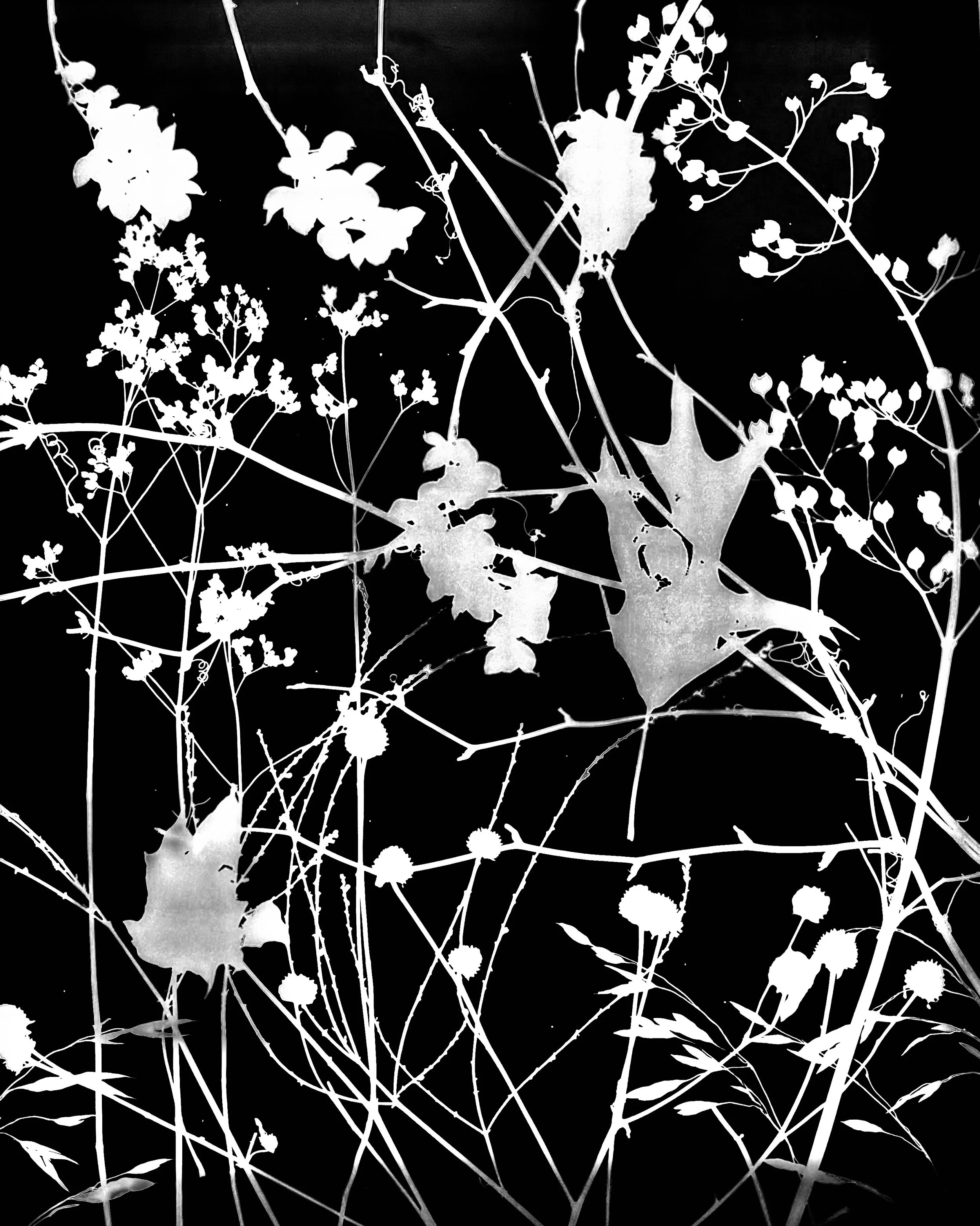 Native leaves, flowers and seeds, NE Illinois
16x20