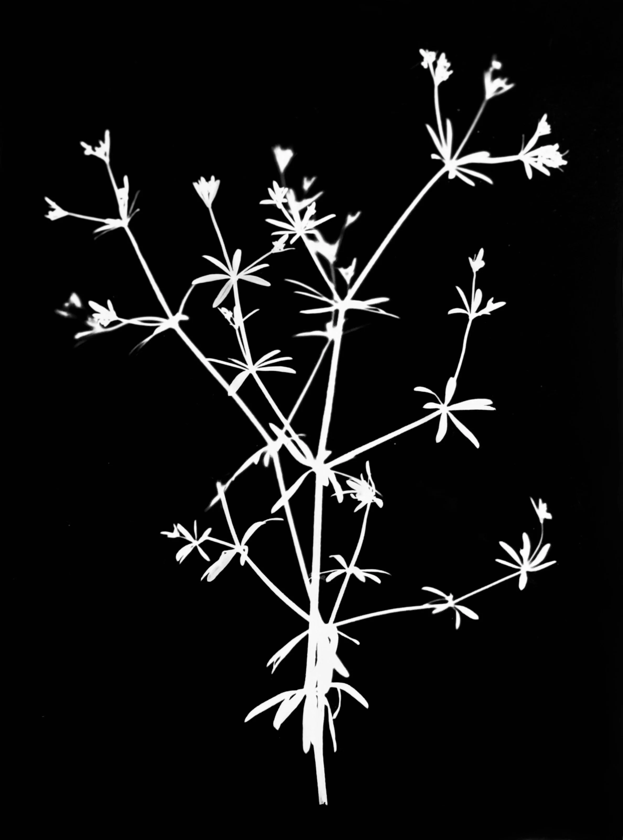 Shining bedstraw. 5x7
Galium concinnum