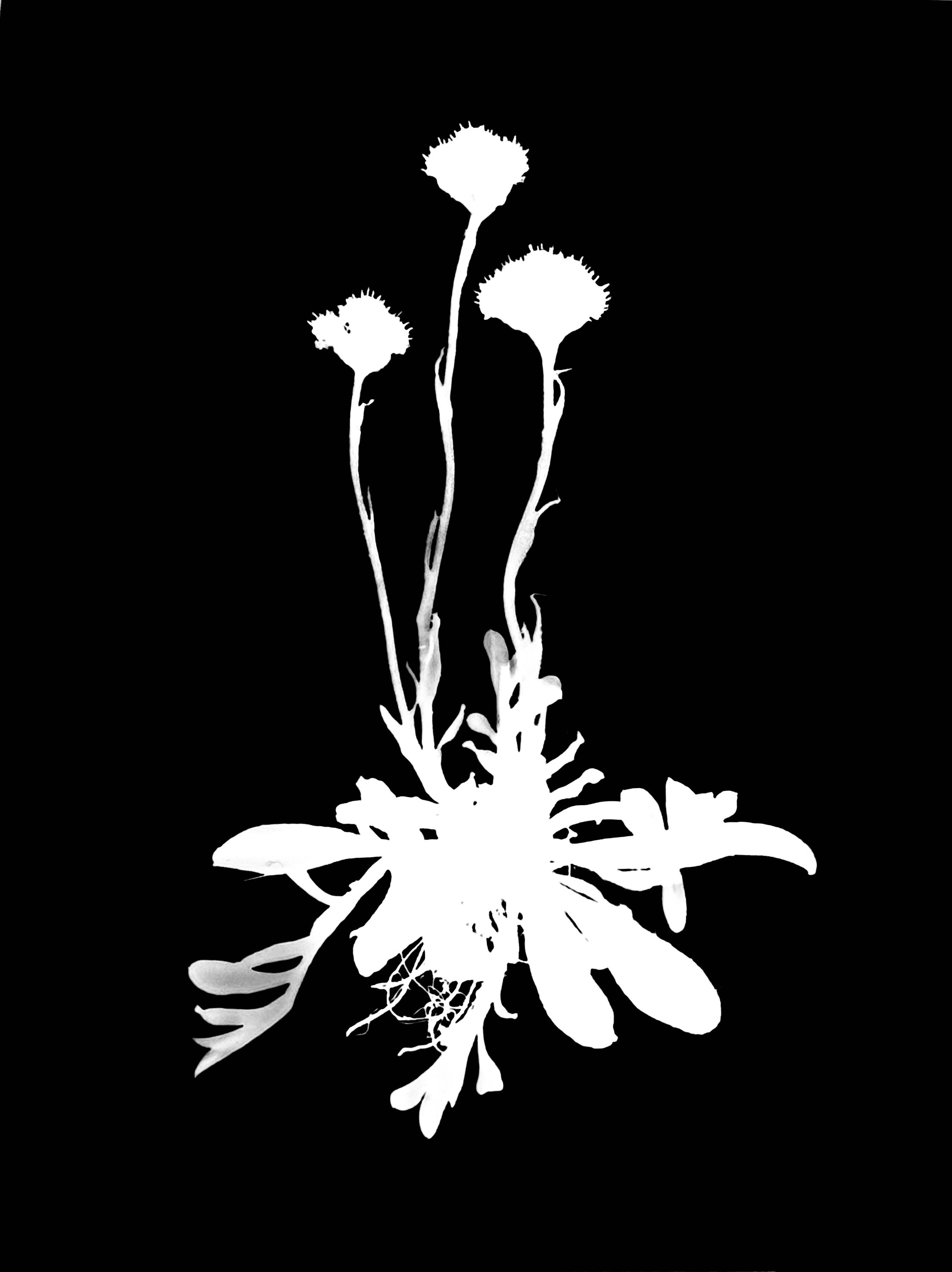 Wooly Cat's foot. 8x10
Antennaria neglecta