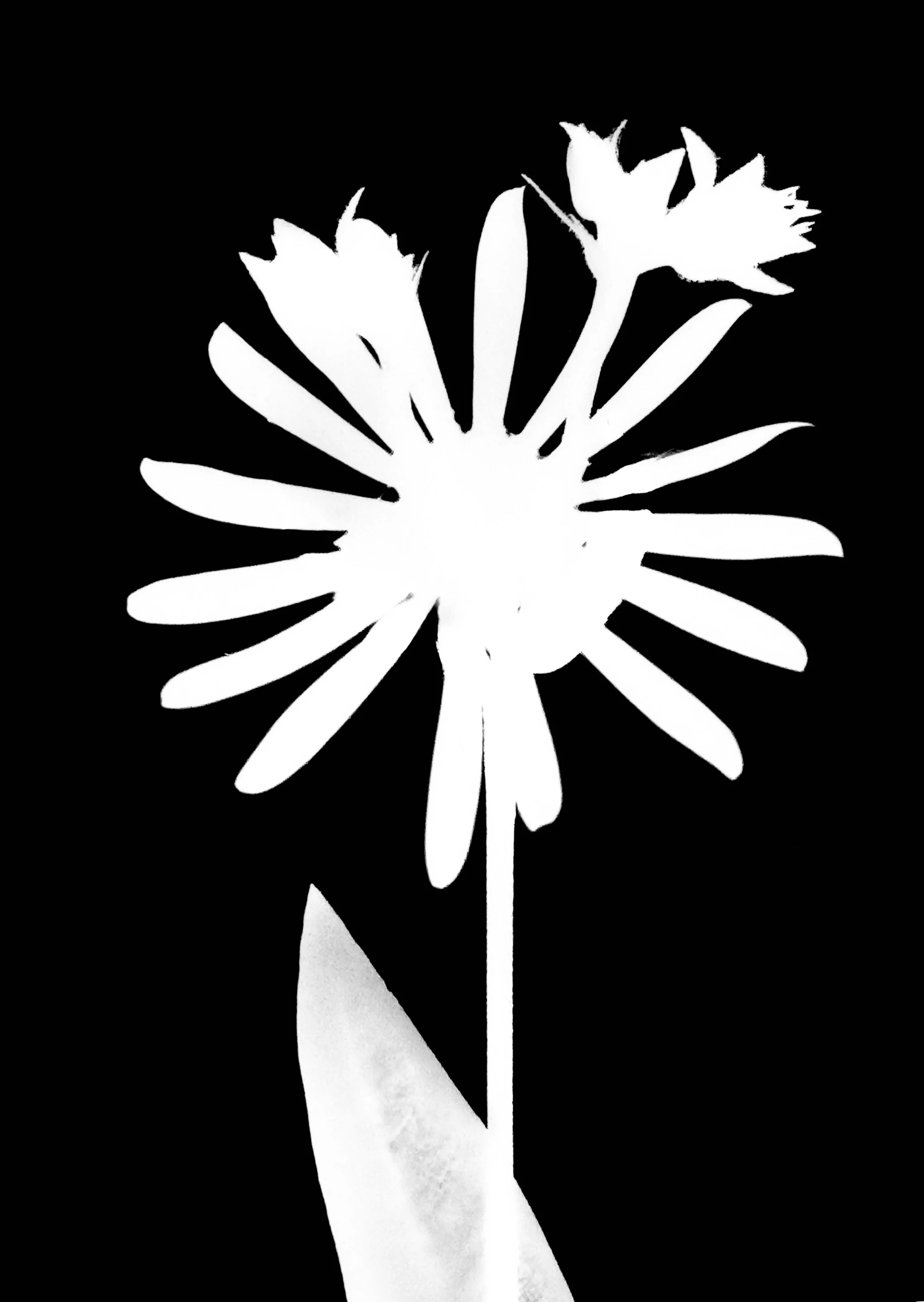 Rosinweed. 5x7
Silphium integrifolium