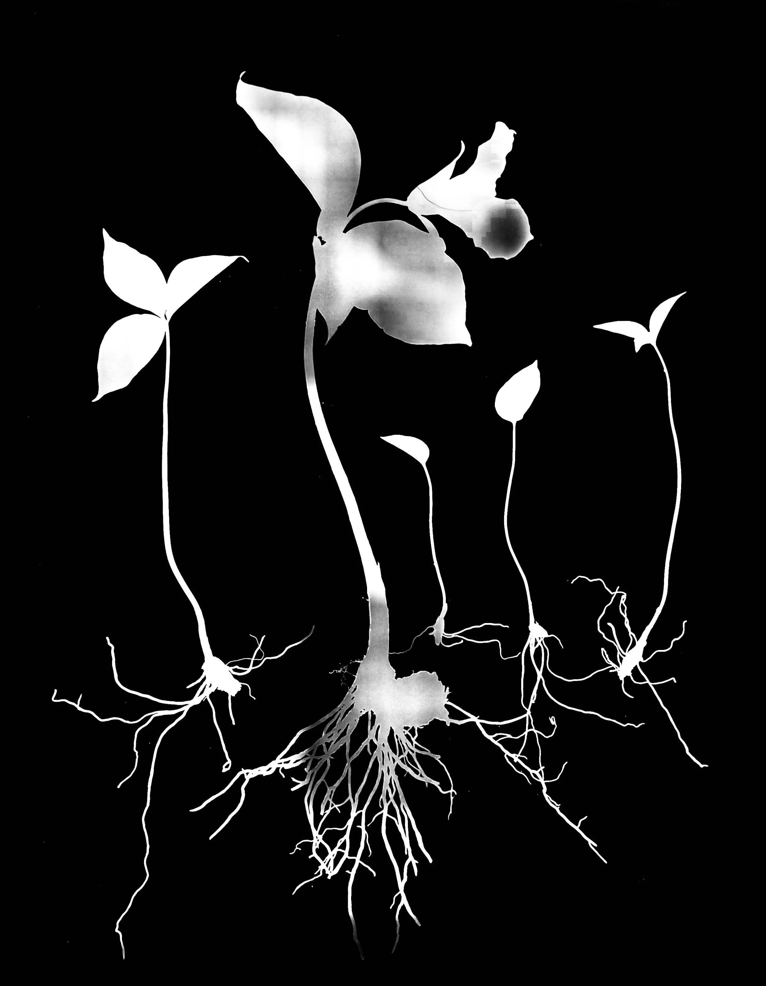 White Trillium , Trillium grandiflorum.   16x20