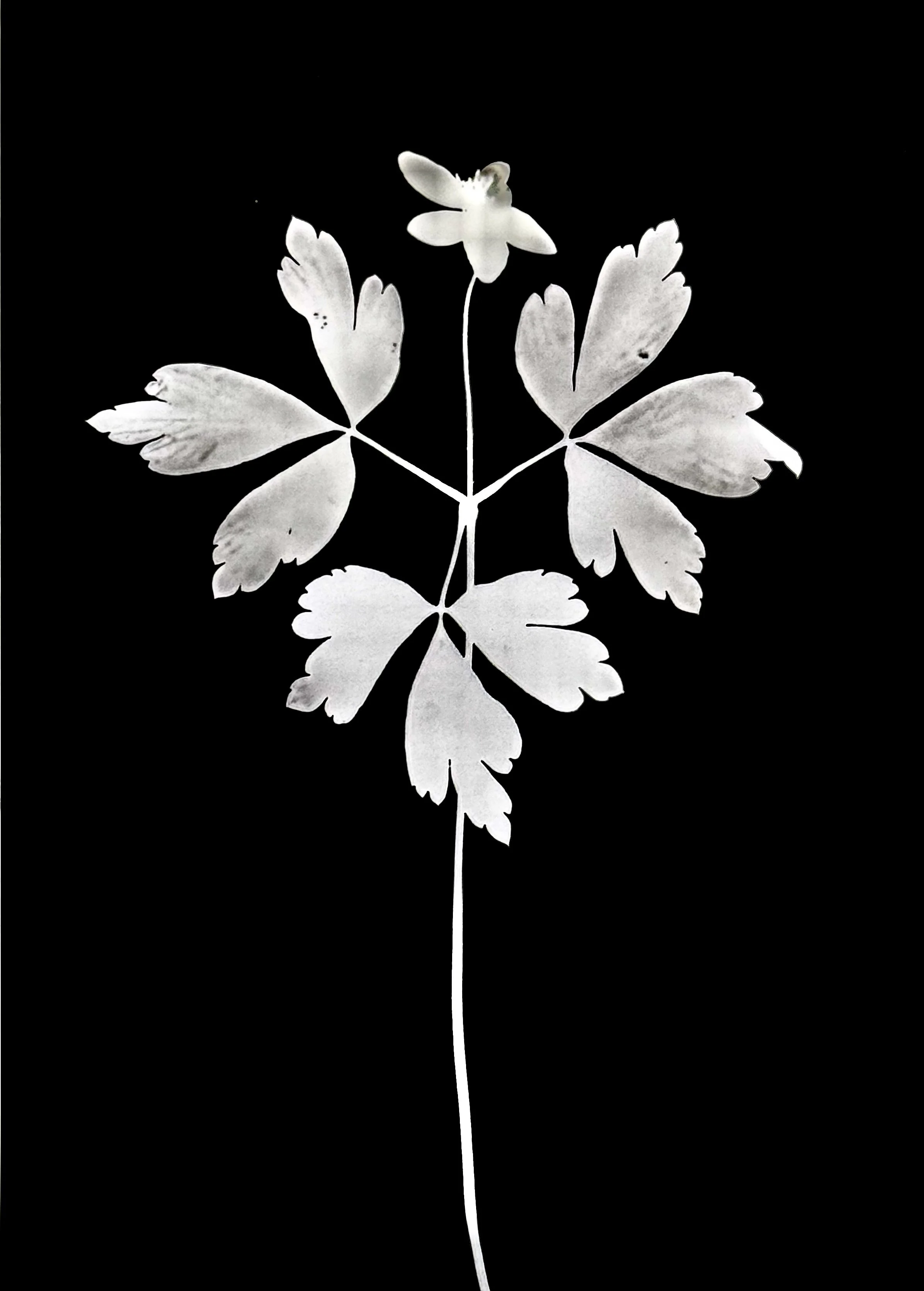 Wood anemone. 5x7
Anemone quinquefolia