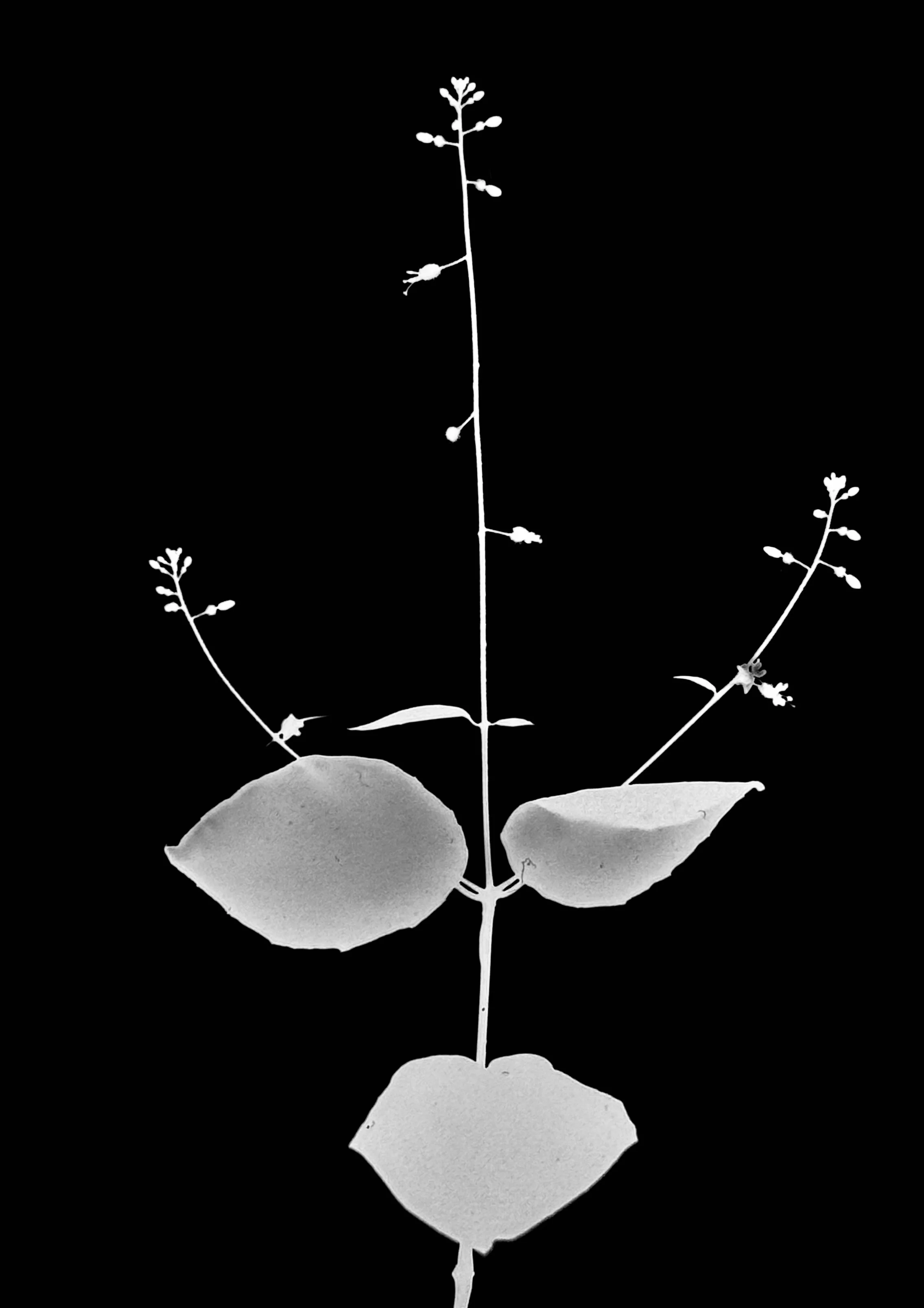 Enchanter's nightshade
Circasea canadensis. 5x7