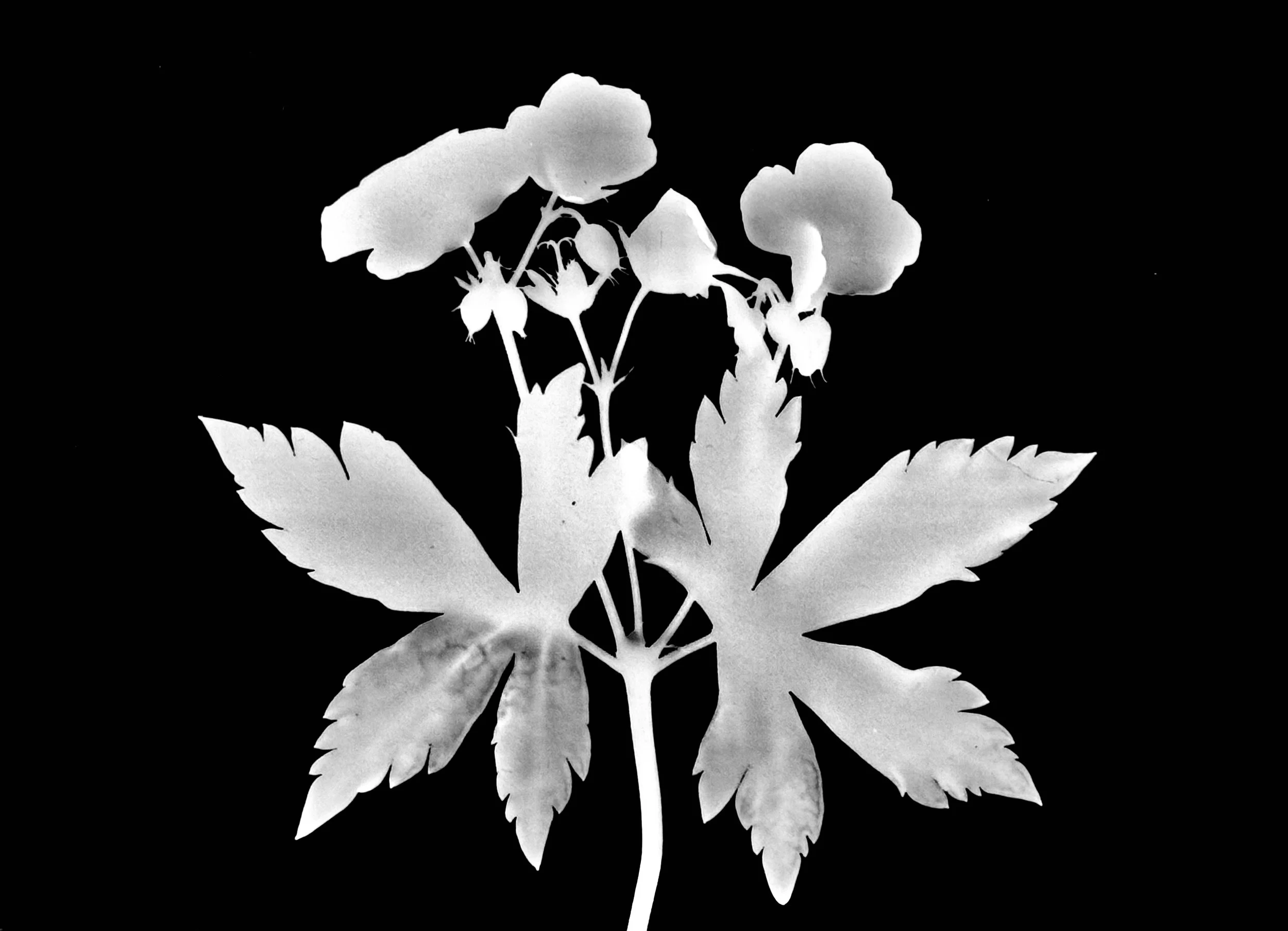 Wild geranium. 5x7
Geranium maculatum