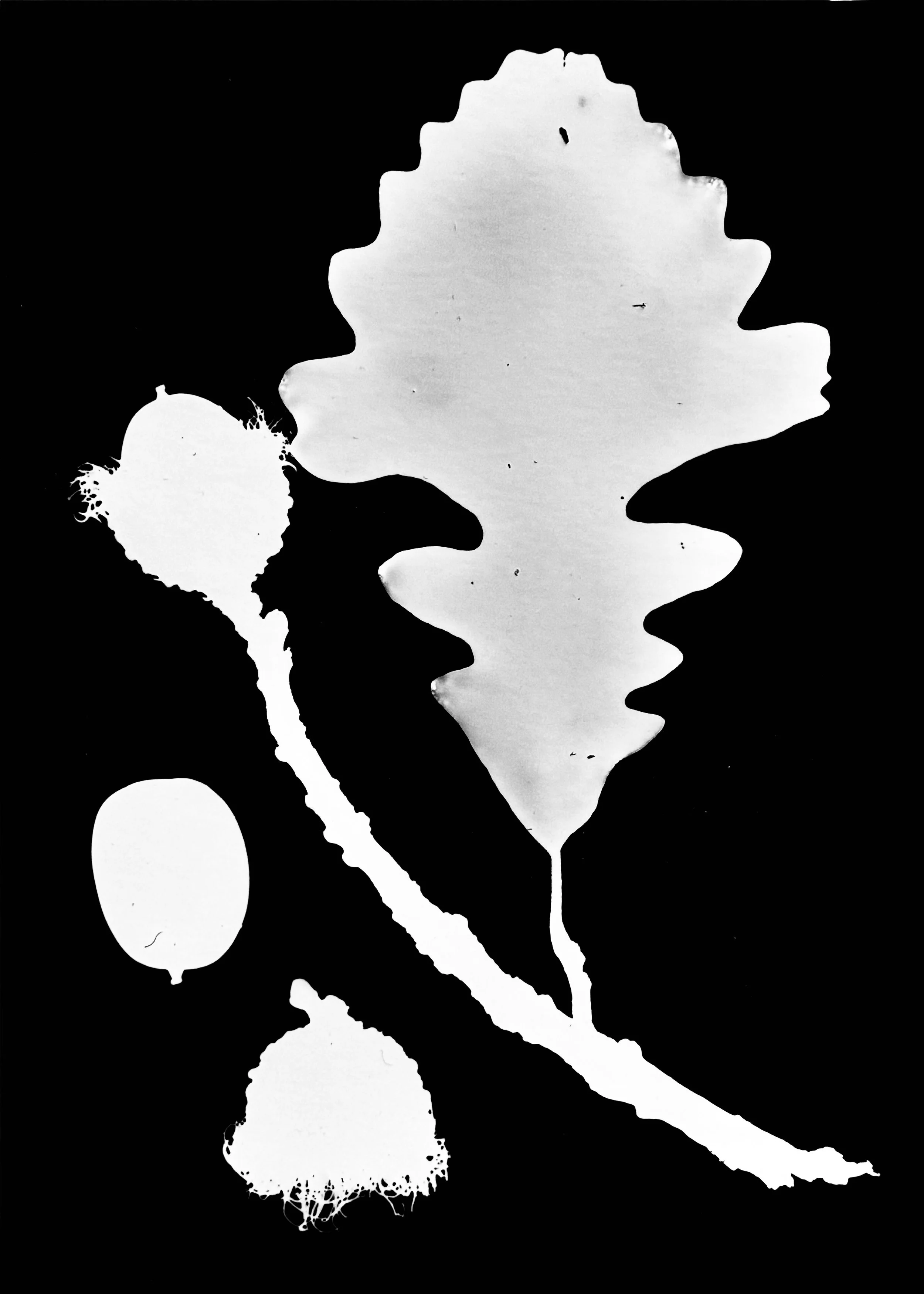 Swamp White Oak acorns
Quercus bicolor.  5x7