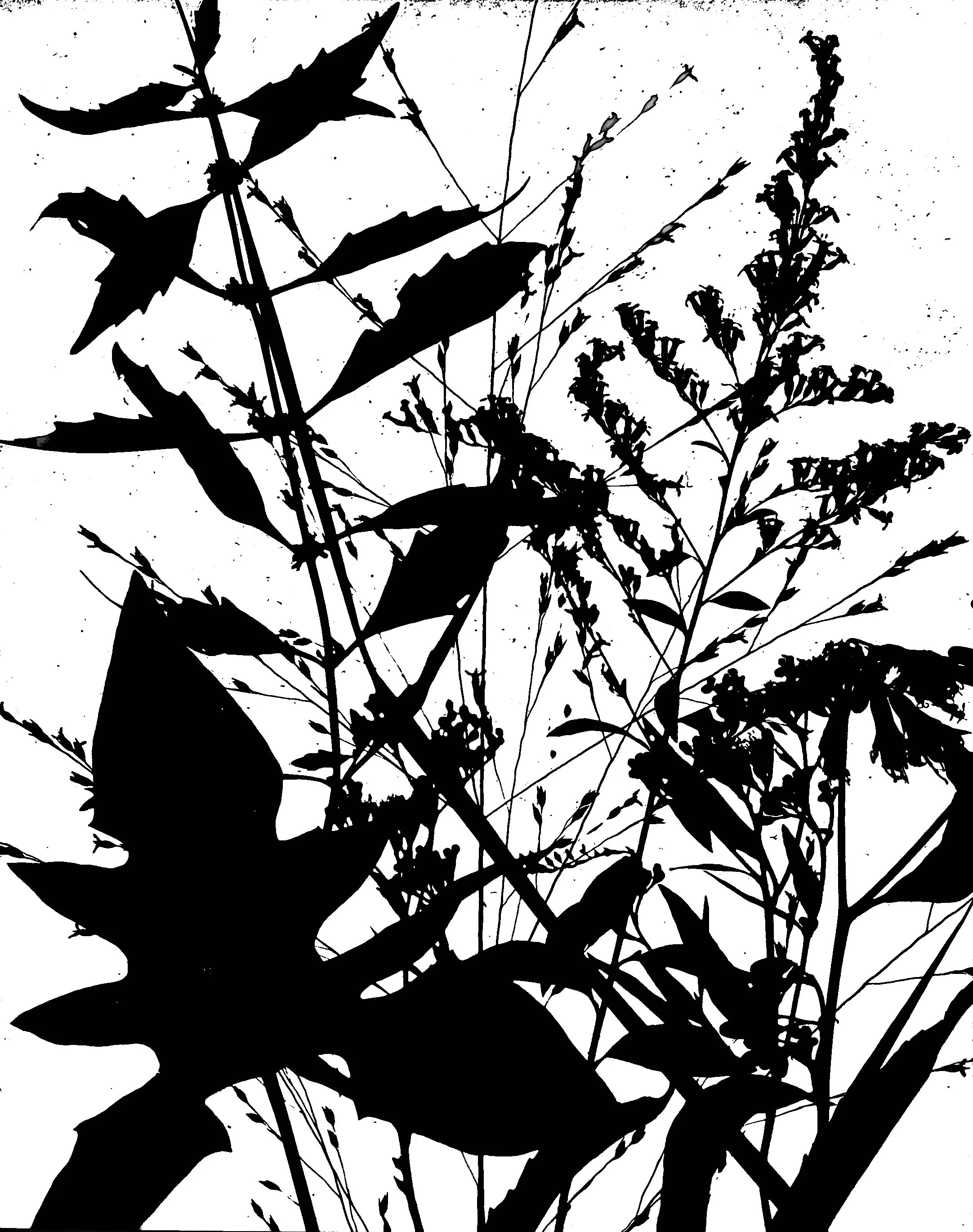 Mid summer natives
11x14.     1C