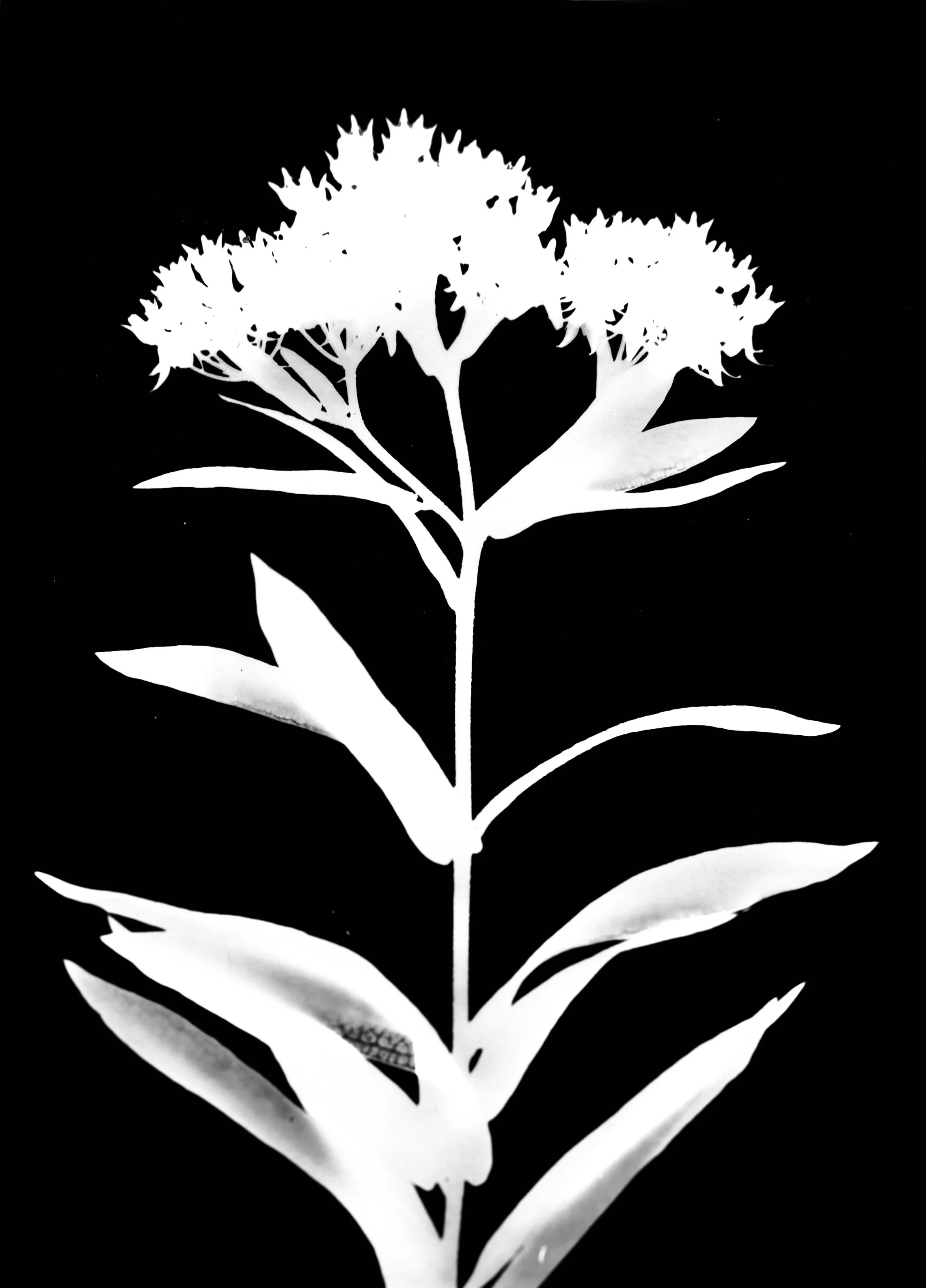 Butterfly weed. 5x7
Asclepias tuberosa