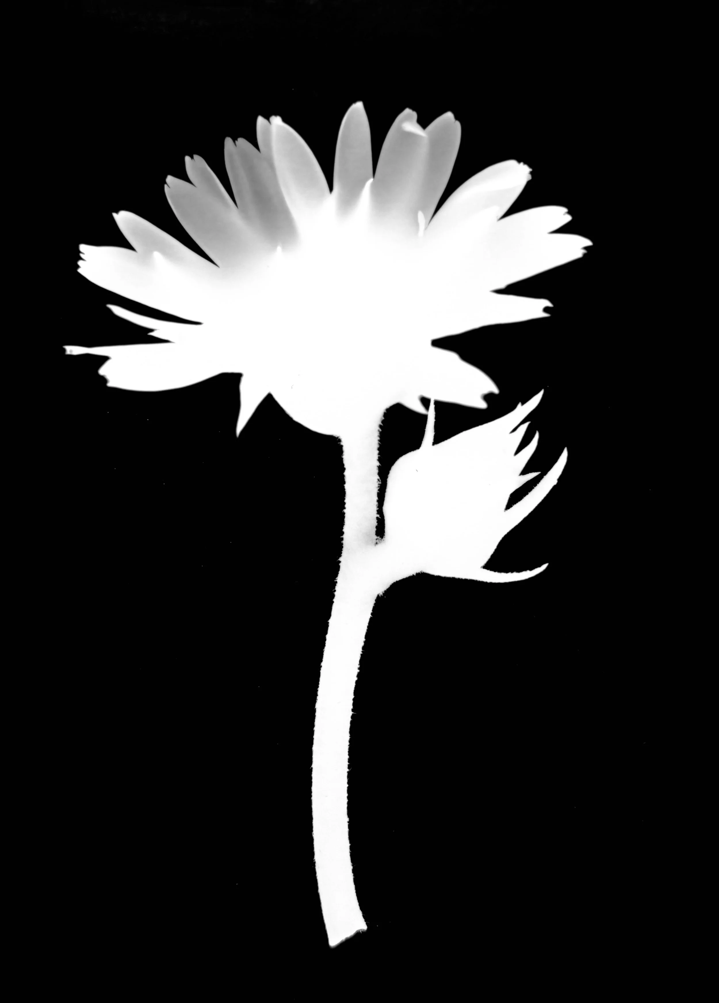 Compass plant. 5x7
Silphium laciniatum