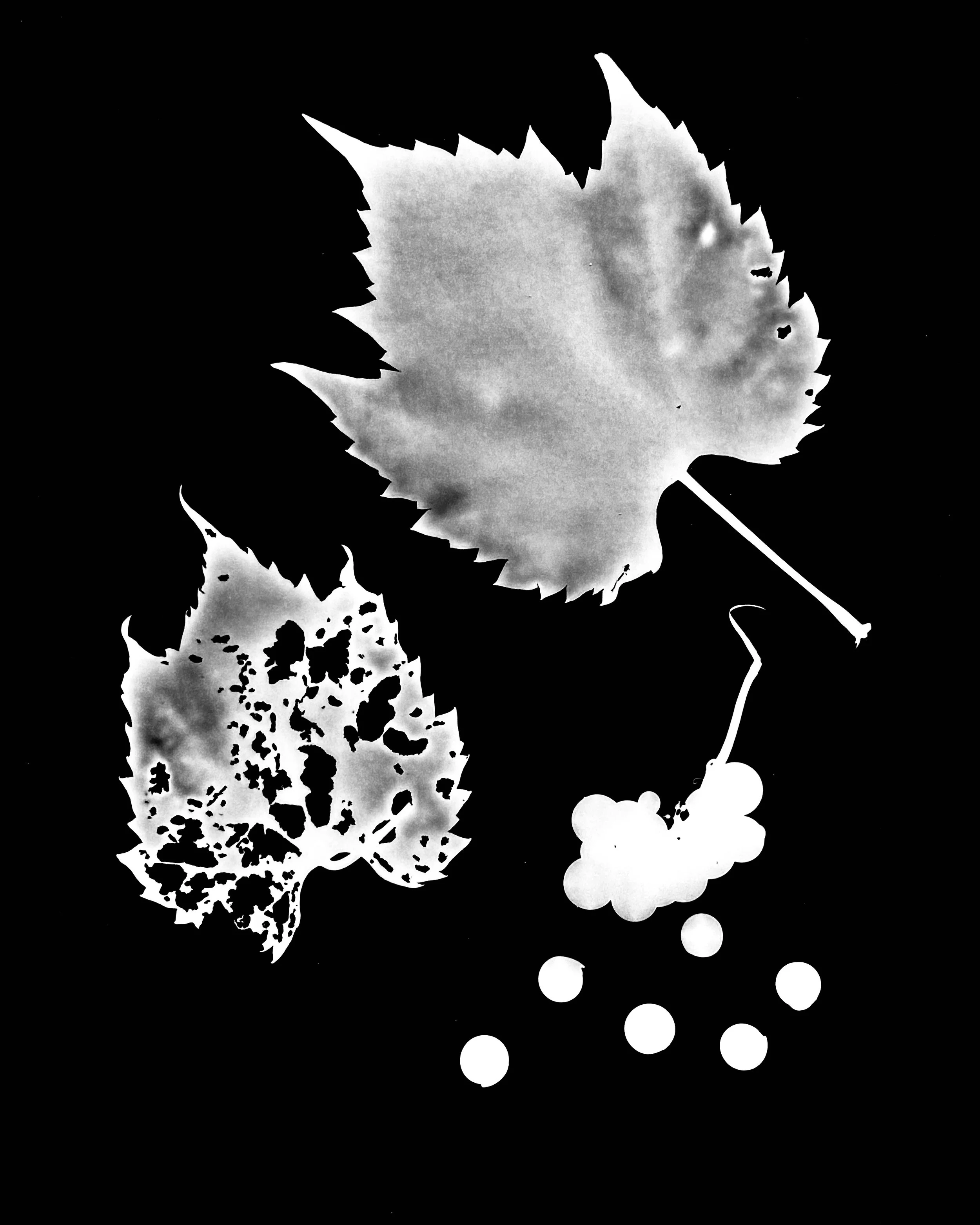 Riverbank Grape berries
Vitis riparia.  8x10