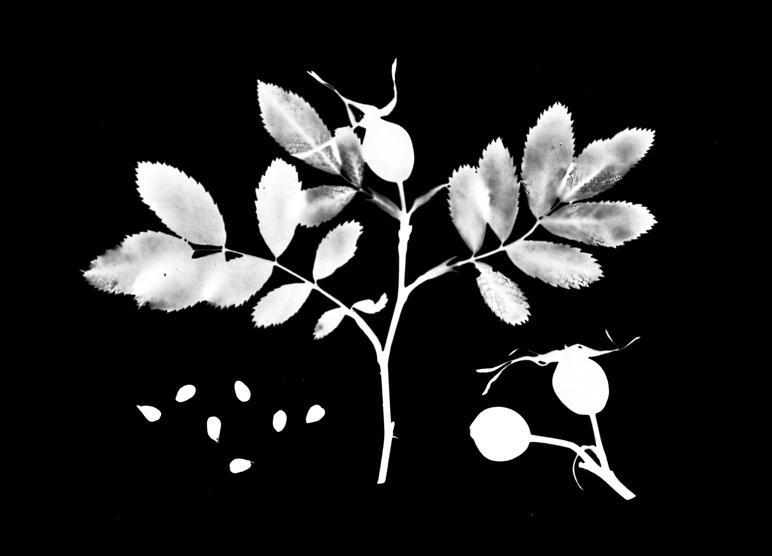 Pasture Rose seeds
Rosa Carolina  5x7