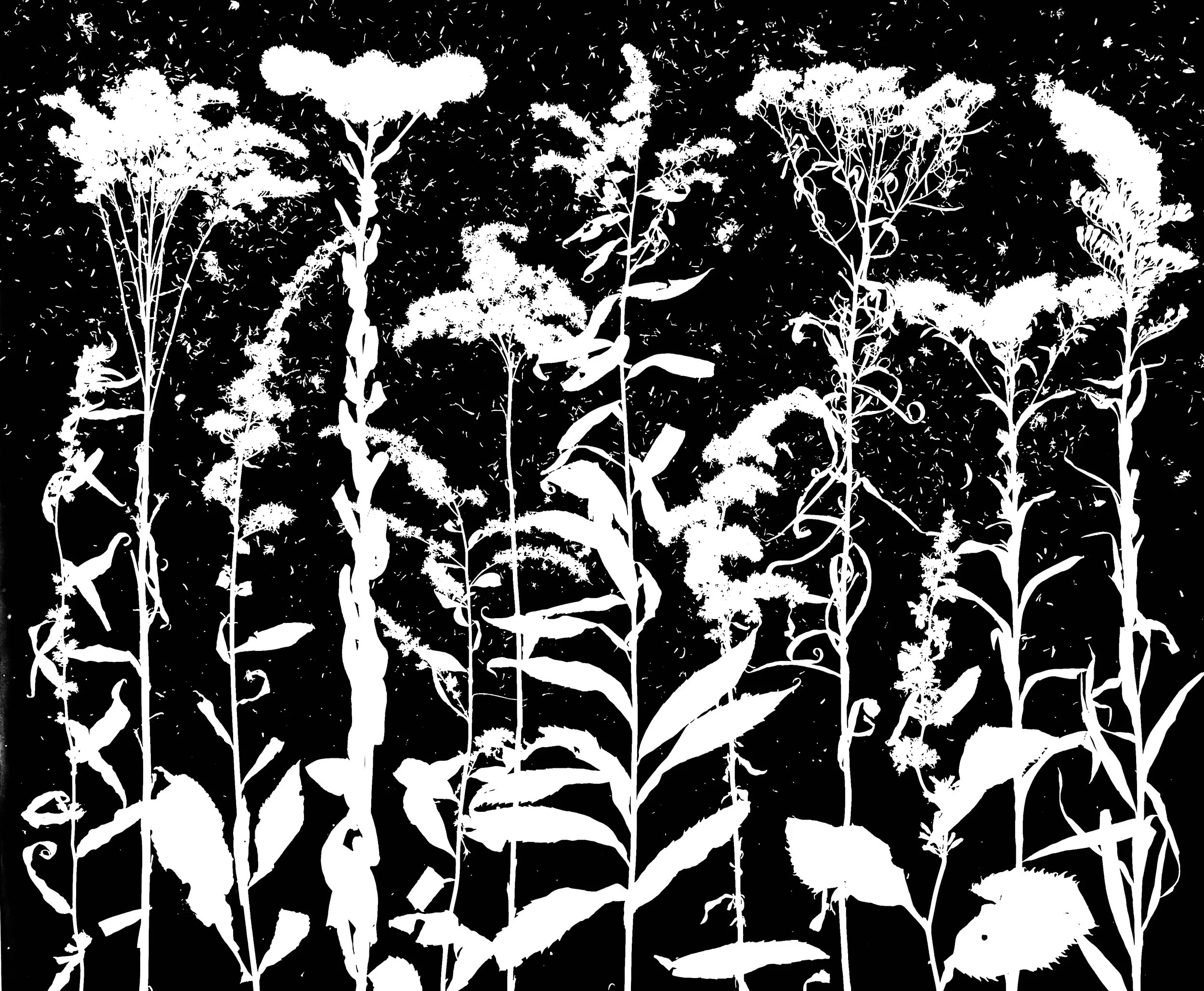 Goldenrods in seed: Blue-Stemmed, Showy, Tall, Stiff, Elm-Leaved, Early, Canada, Old-Field, Hairy Grass-Leaved, Zig-Zag, Riddell's, Seaside (non native).   
Solidago(S) caesia, speciosa, altissima, Oligoneuron rigidum, S. ulmifolium, S.juncea, S. can