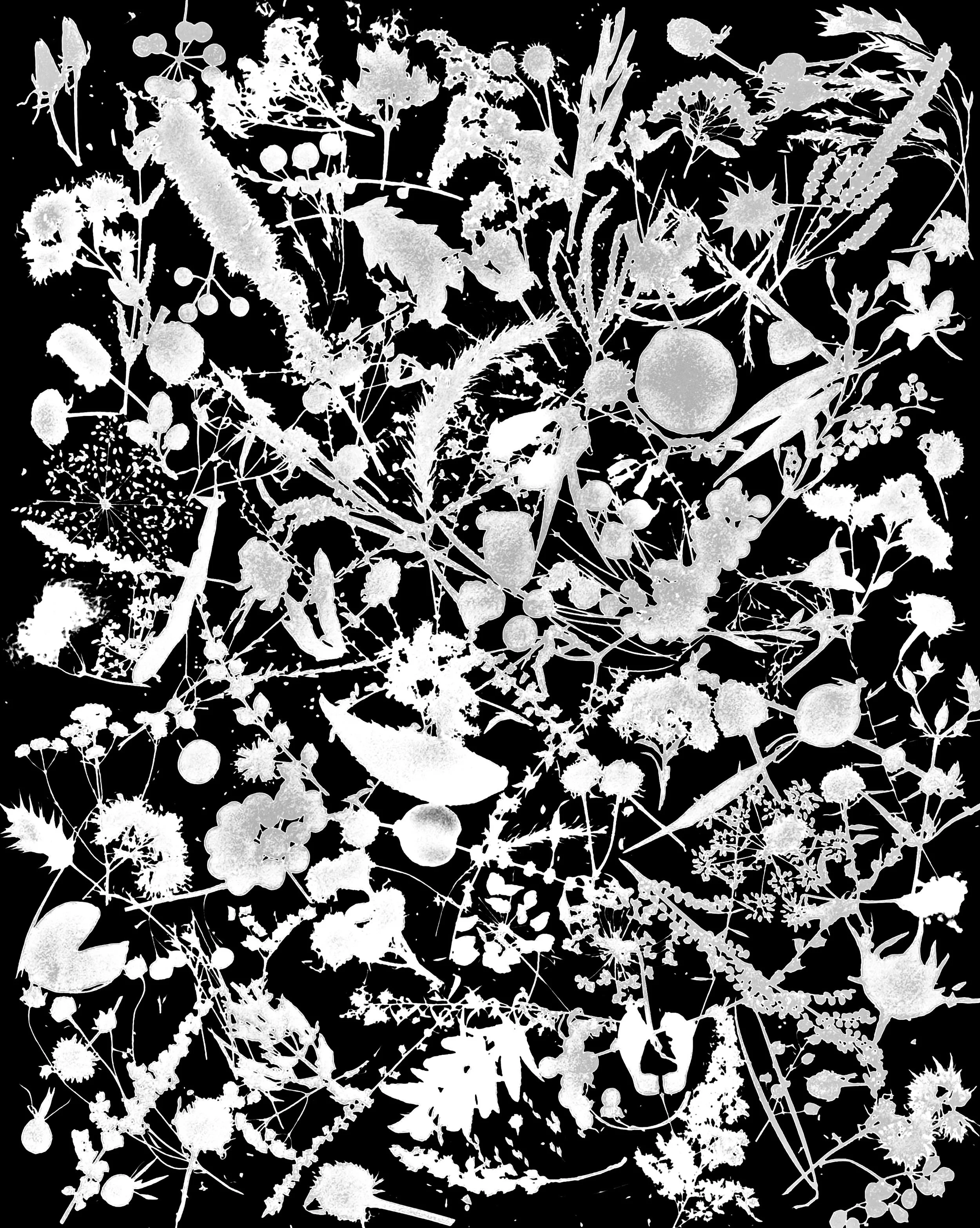 Native woodland, prairie and woodland
seed heads, NE Illinois
20x24.  1A