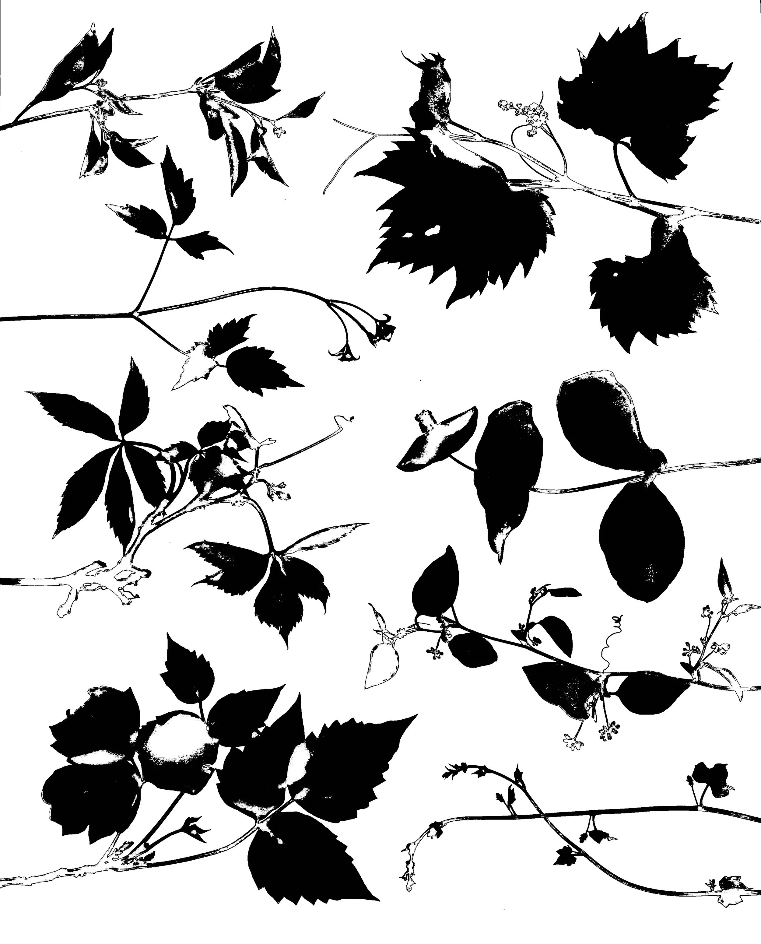 Early Blooms on Native Vines, NE Illinois
CW from Upper Right :  Riverbank Grape, Yellow Honeysuckle, Bristly Cay Brier, 
Moon Seed, Poison Ivy, Virginia Creeper, Virgin's Bower, Climbing Bittersweet
CW from Upper Left  :  Vitis riparia, Lonicera
ret