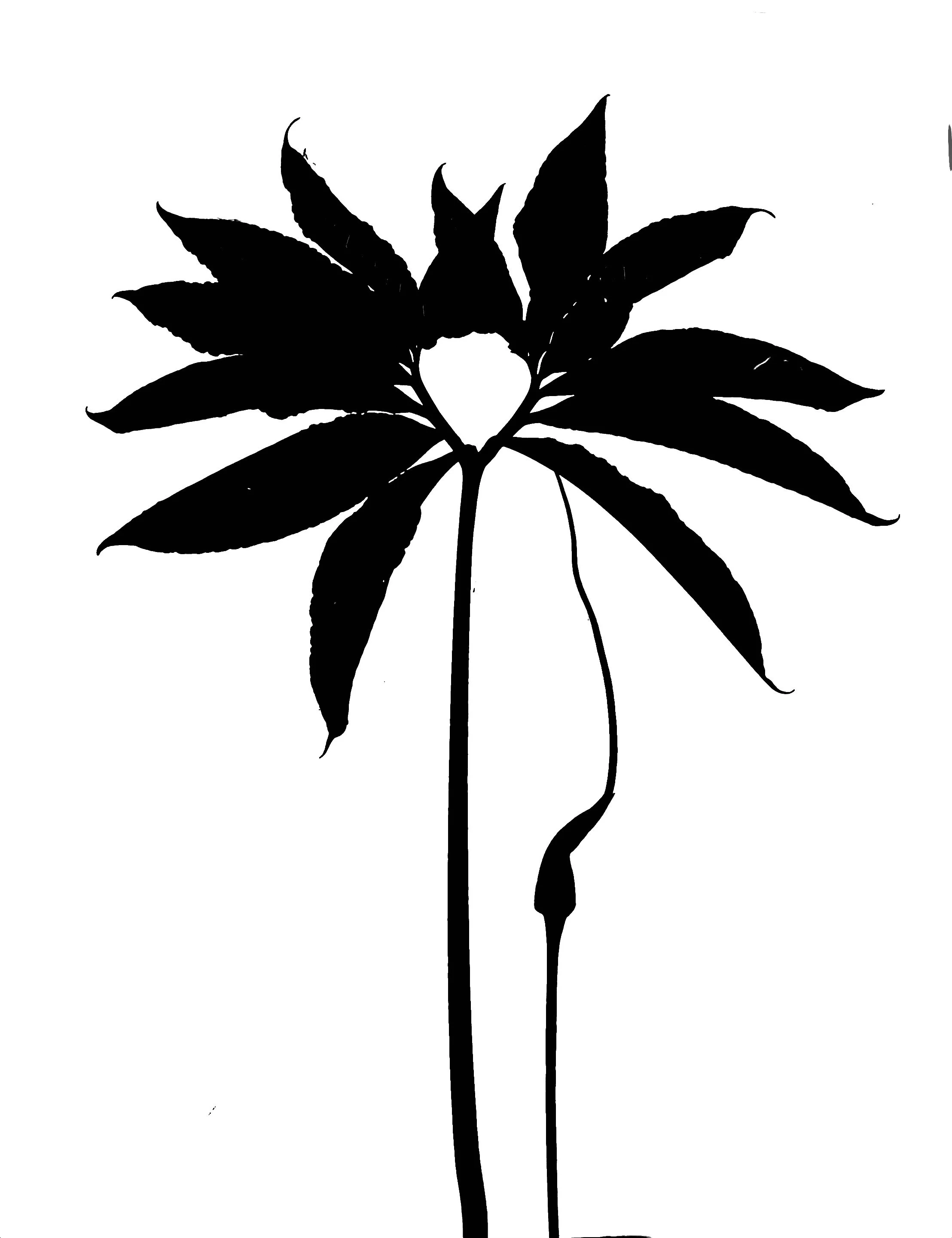 Green dragon   
Arisaema dragontium
11x14.   1B