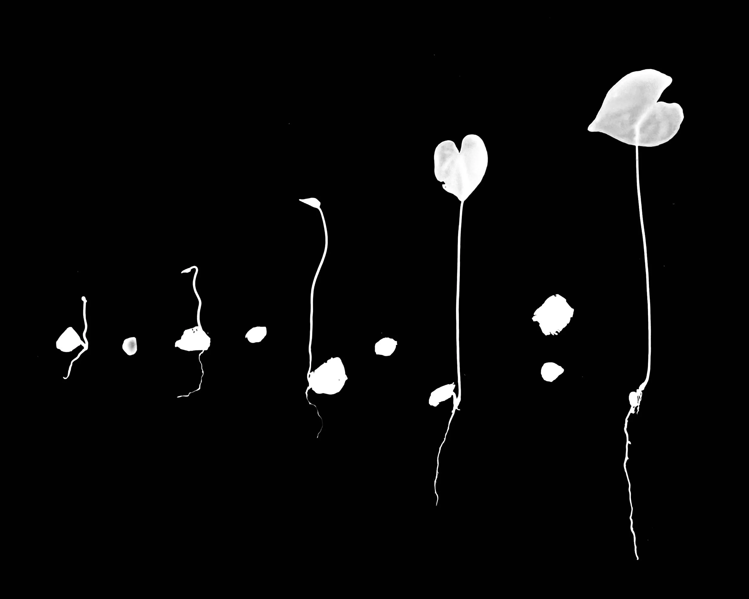 Wild Yam. 8x10
Dioscorea villosa