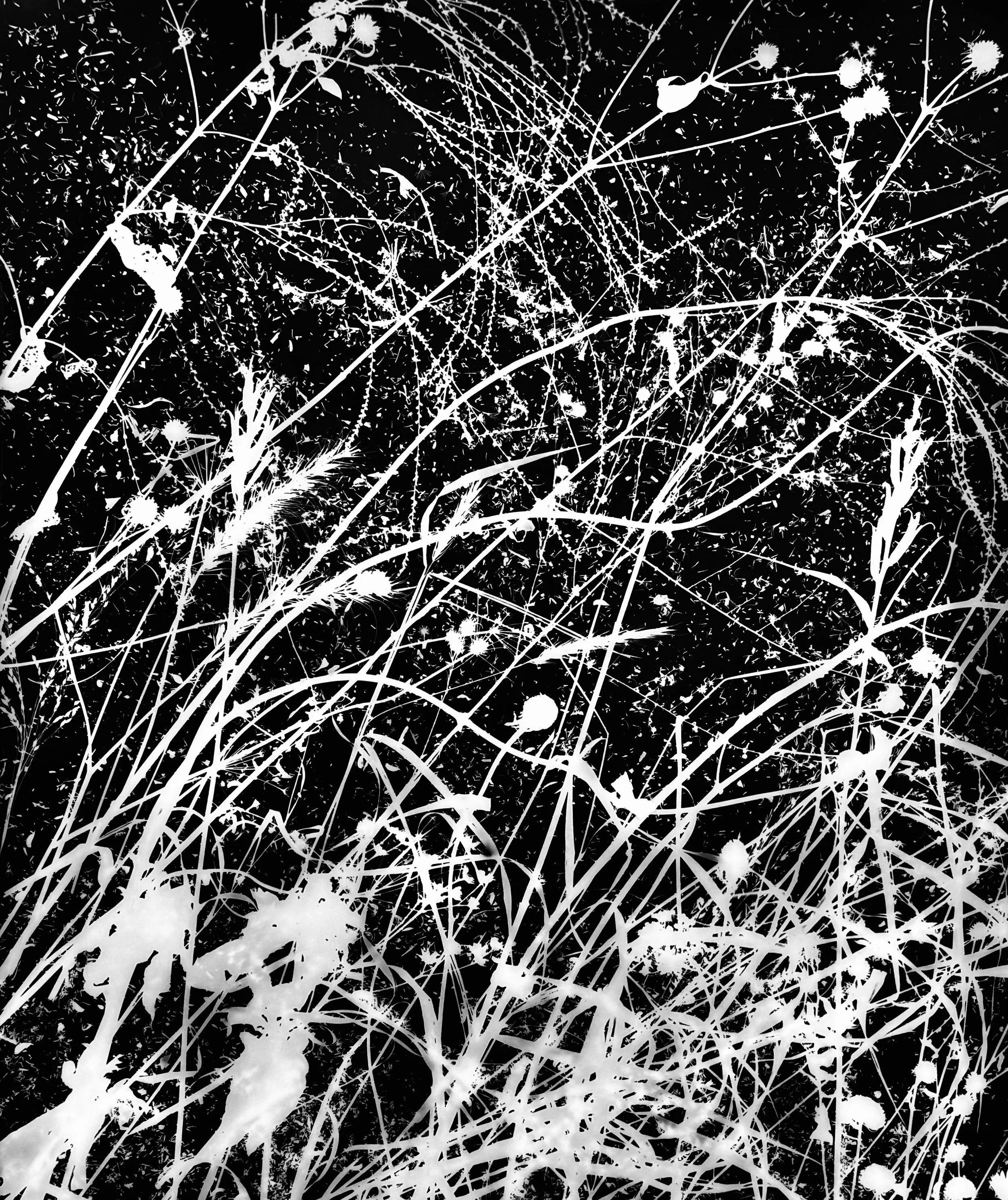 Wind Blown Dormant Prairie Plants
16x20. 