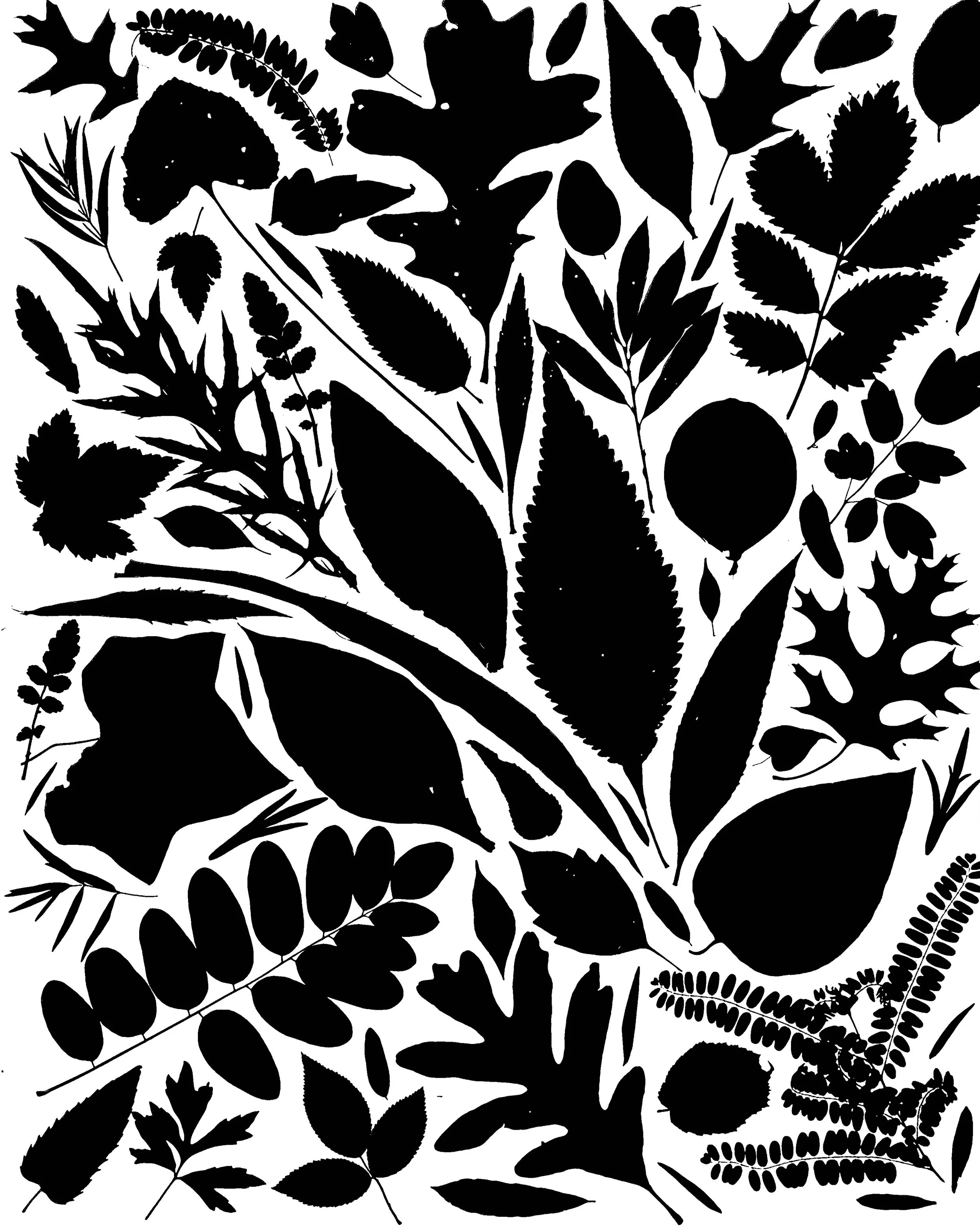 Native leaves of prairies and woodlands,
NE Illinois
16x20.  1B