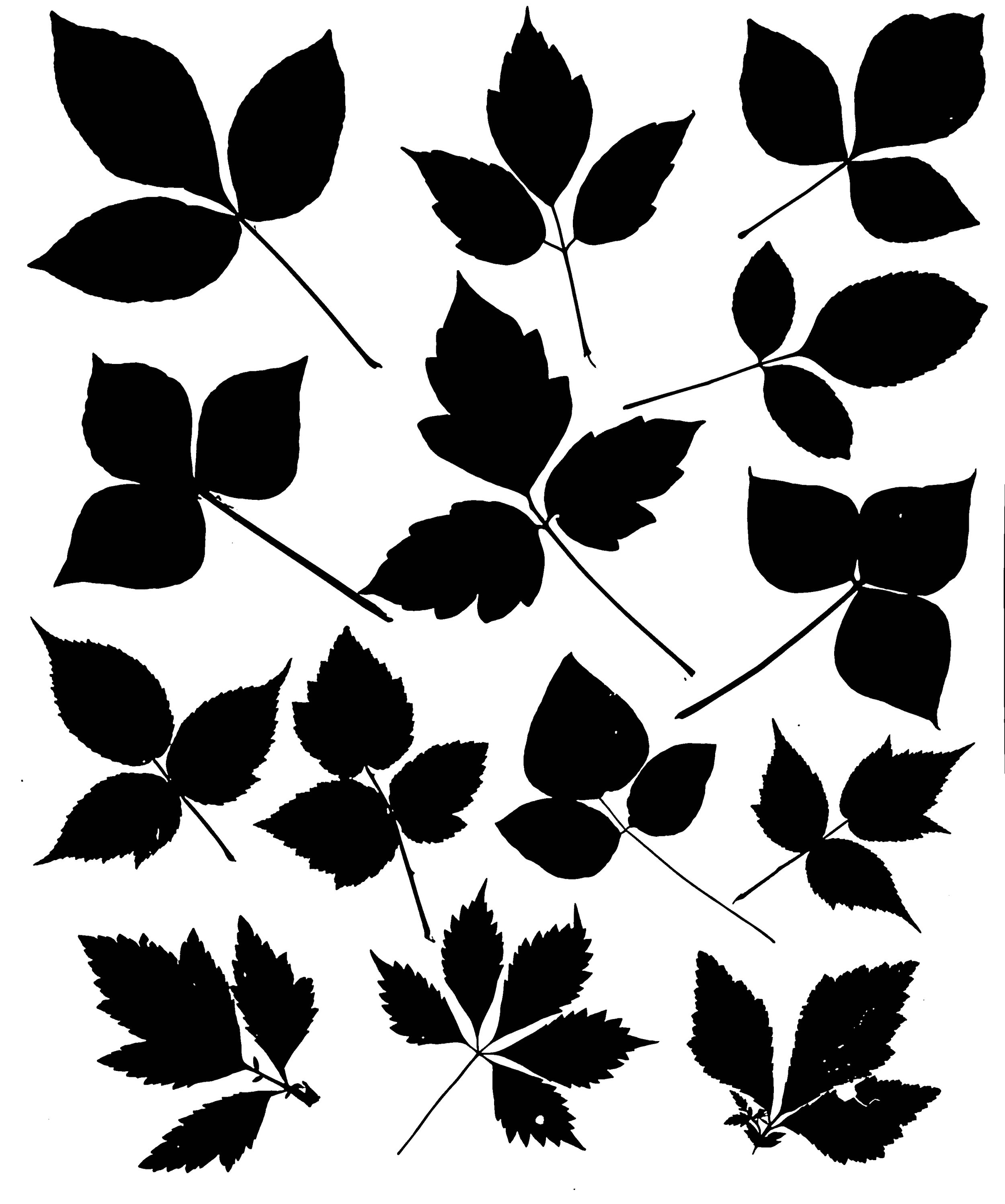 Poison ivy and its look alikes
16x20.  1B