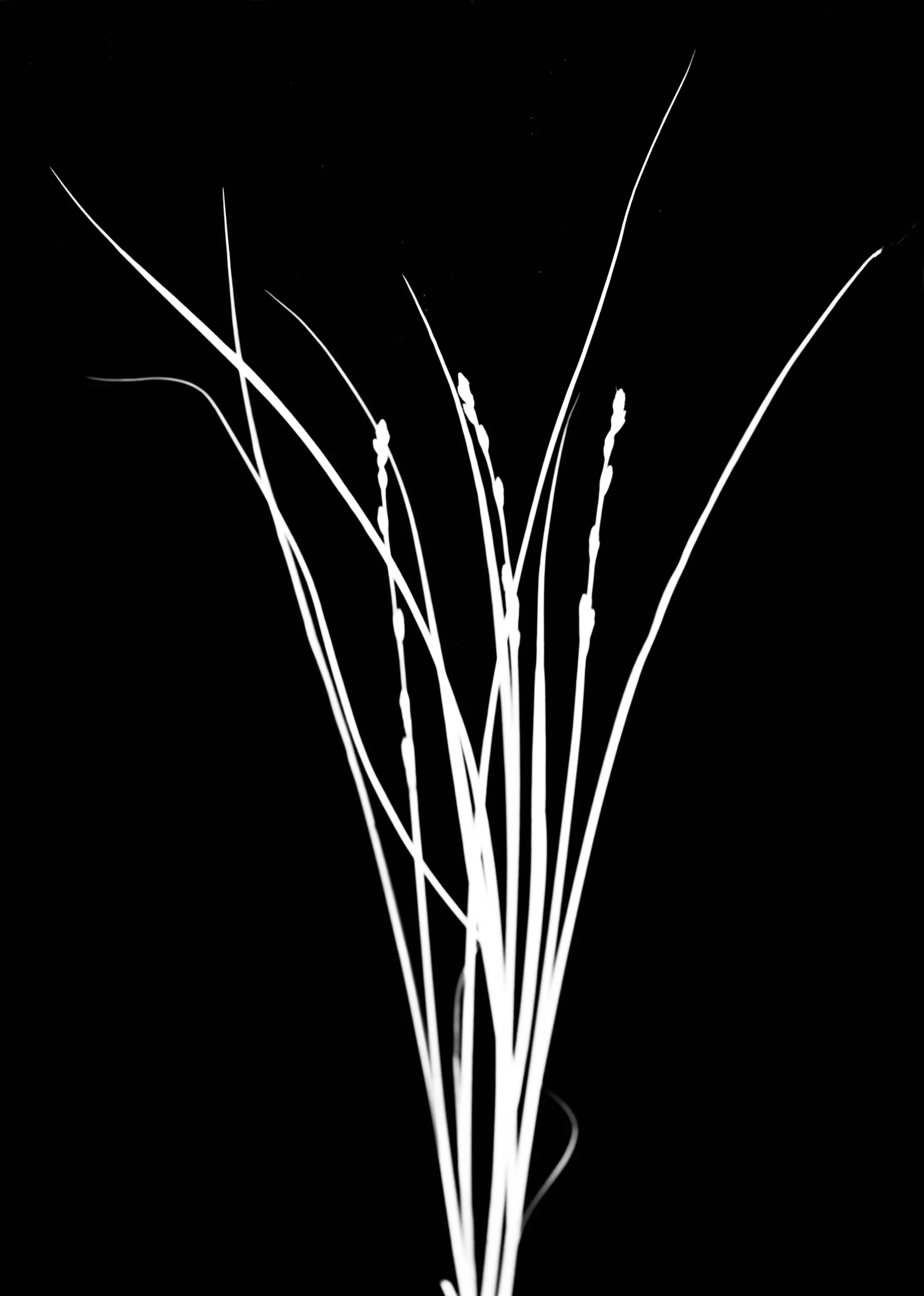 Brome tussock sedge
Carex bromoides. 5x7